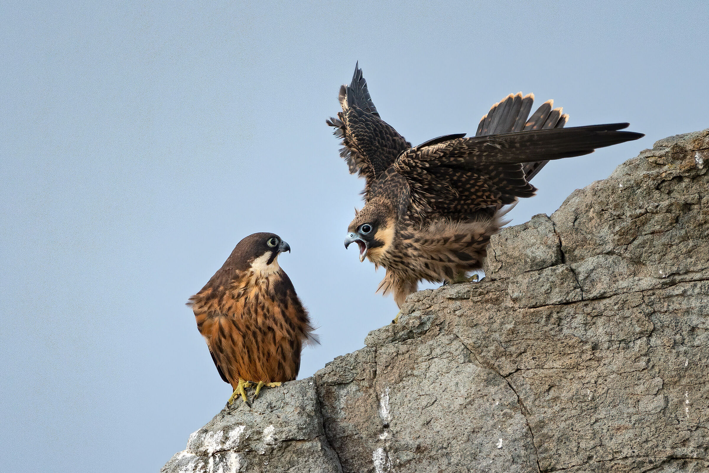 Falco della regina
