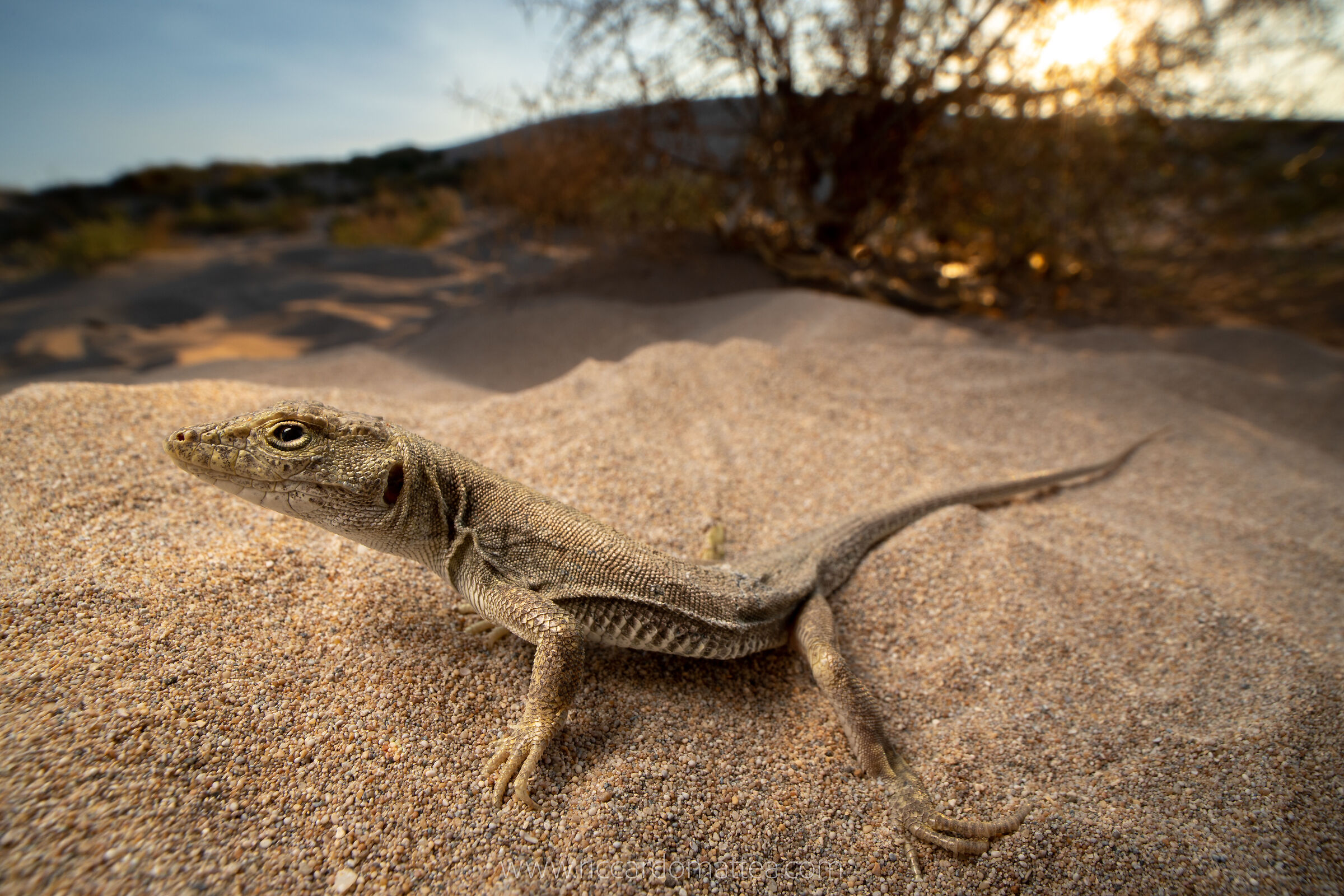 Lizard at sunset
