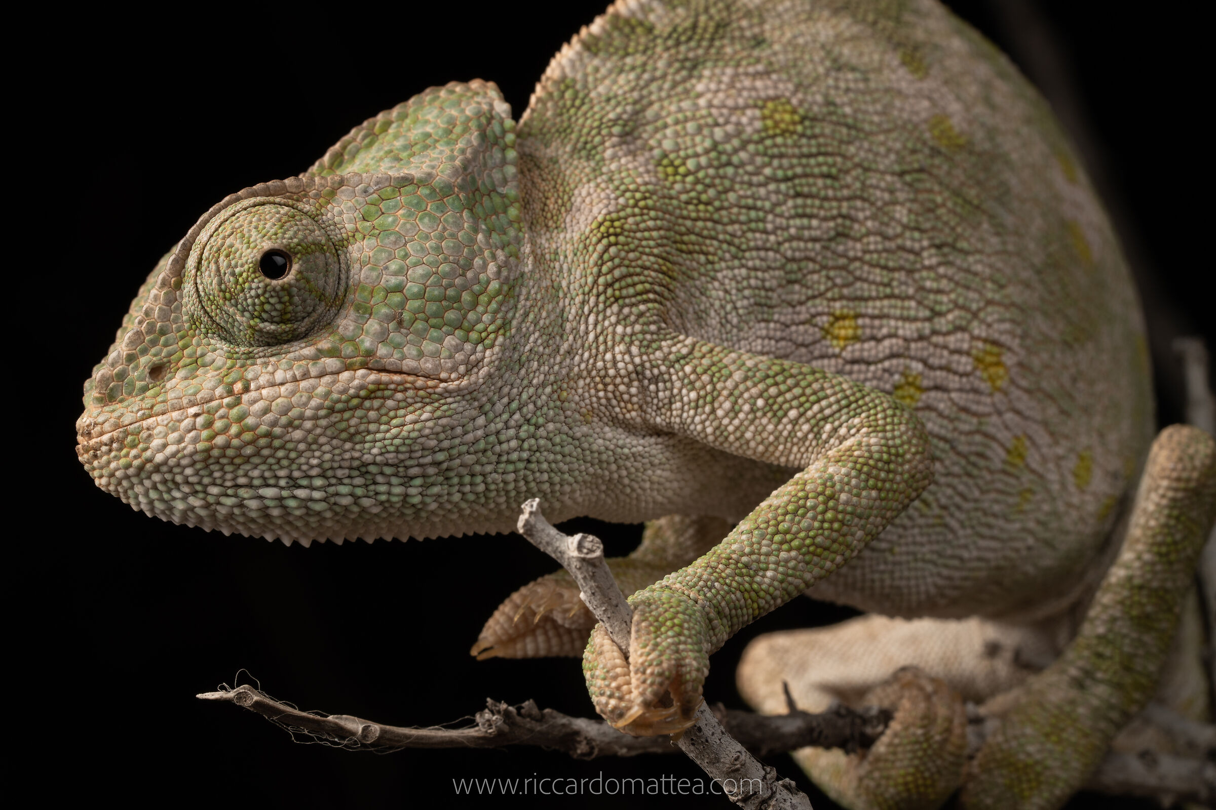 Chameleon