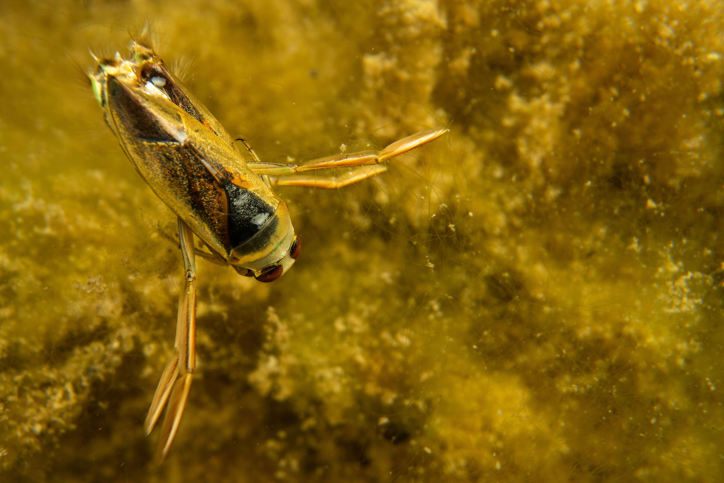 Notonette in accoppiamento