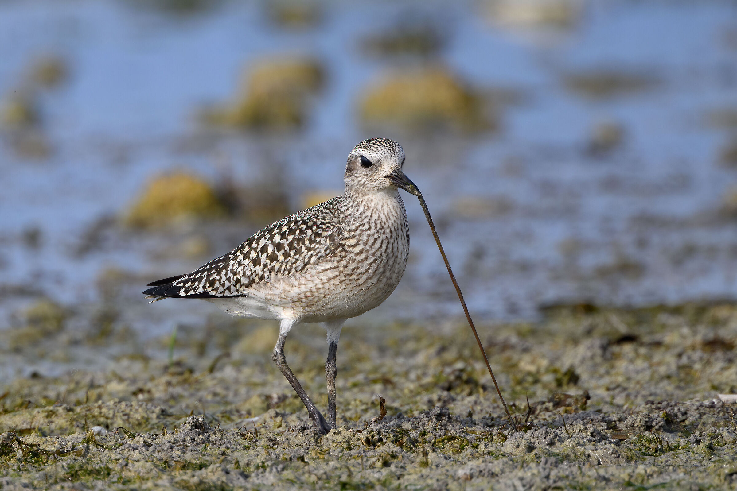 Grey plover