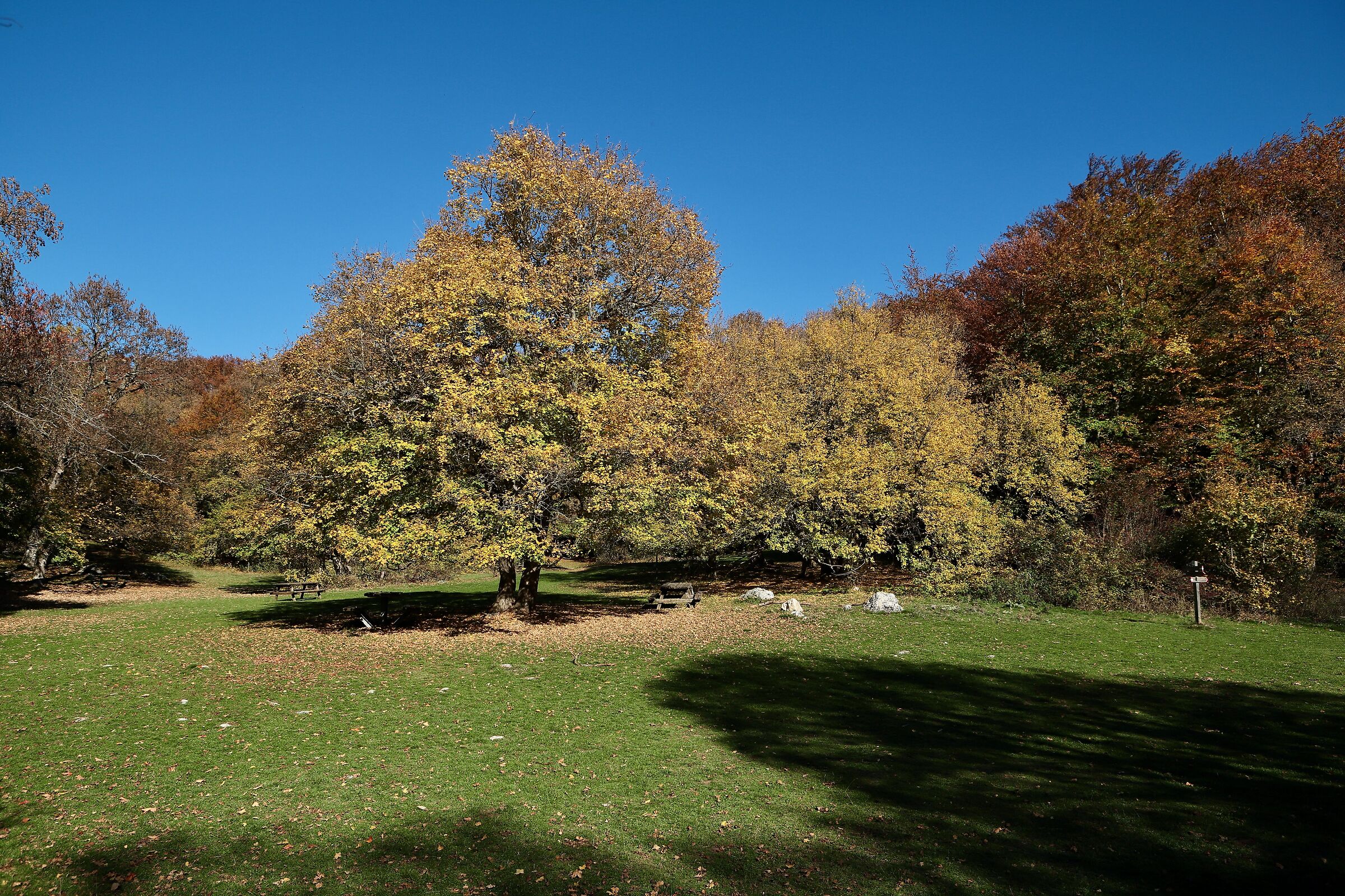 Autumn Colors at the Bosco di Sant'Antonio