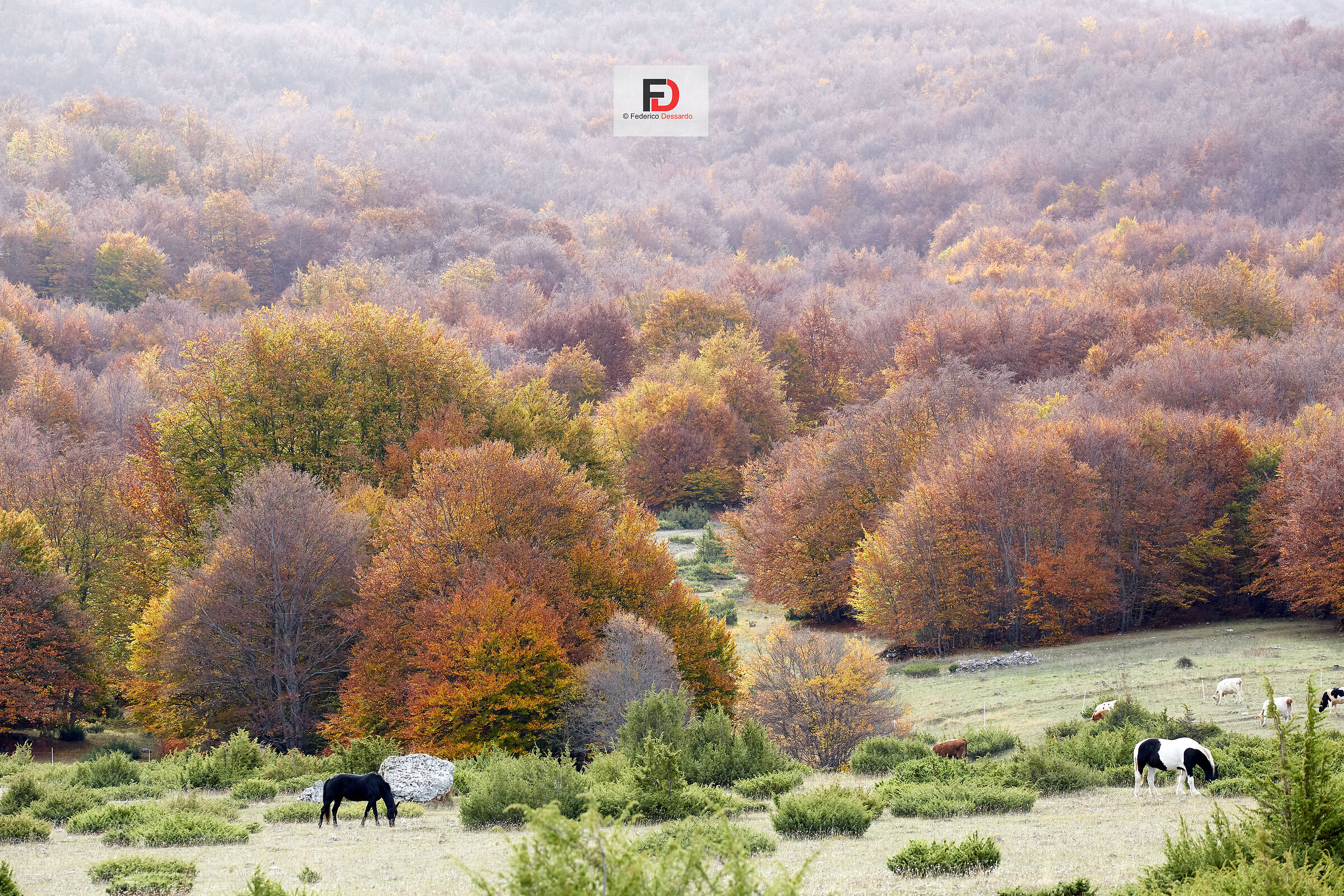 I pascoli di Passo S.Leonardo
