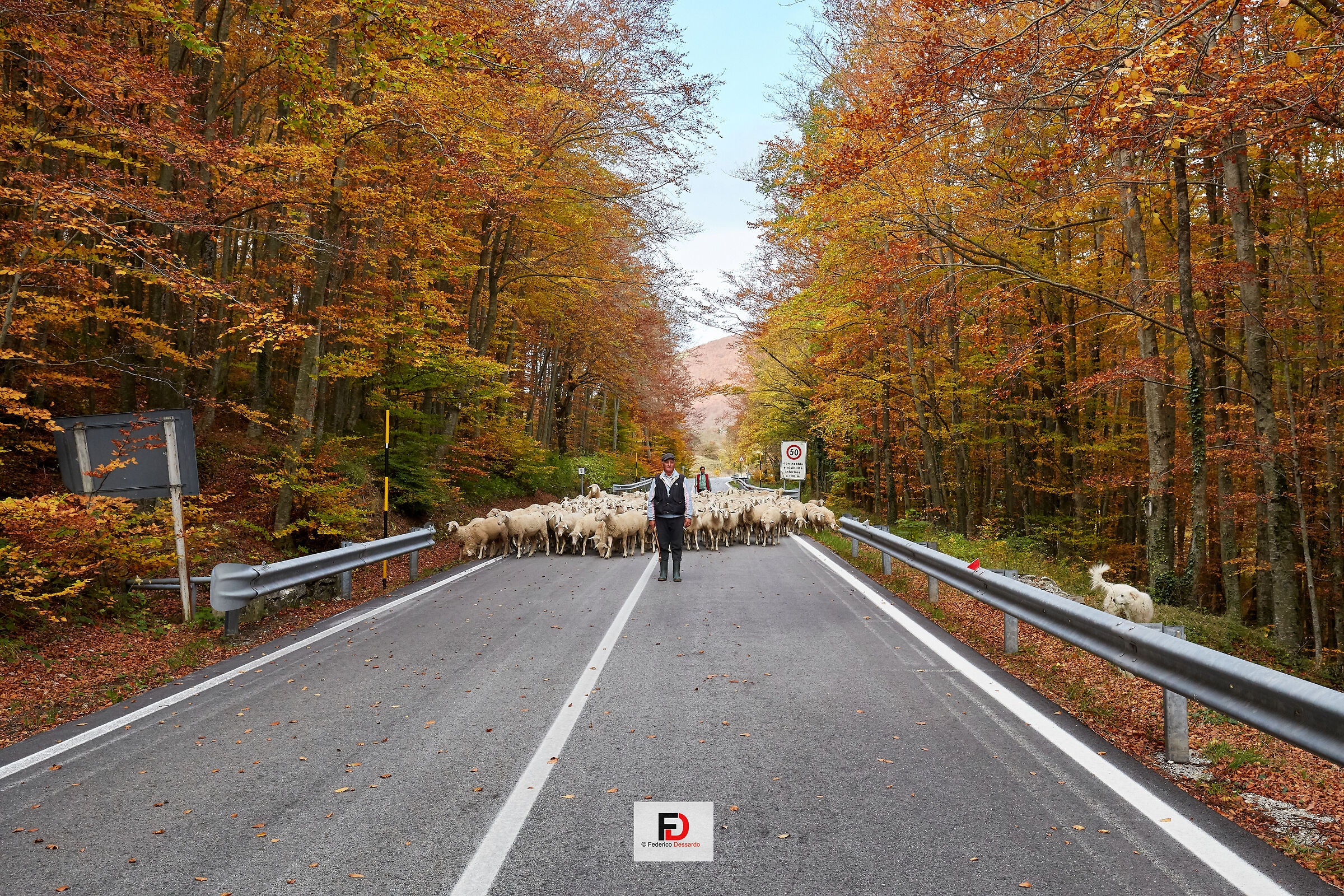 Transhumance on the Maiella
