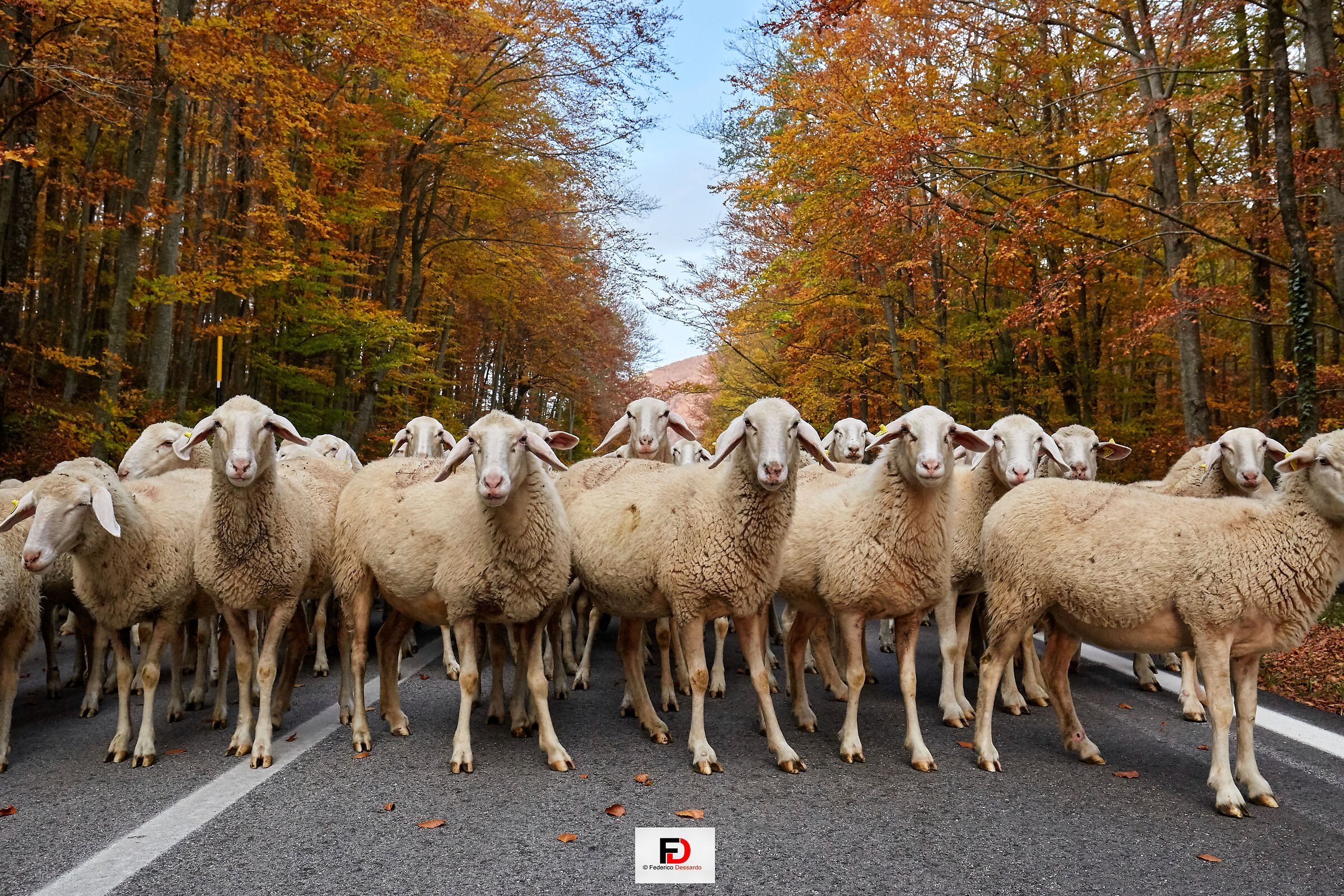 transumanza nel parco della Maiella