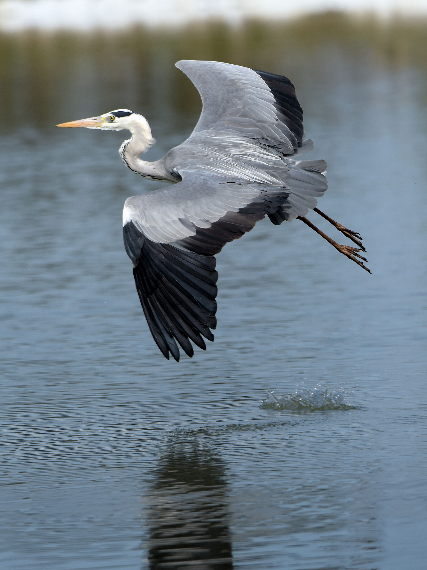 Heron