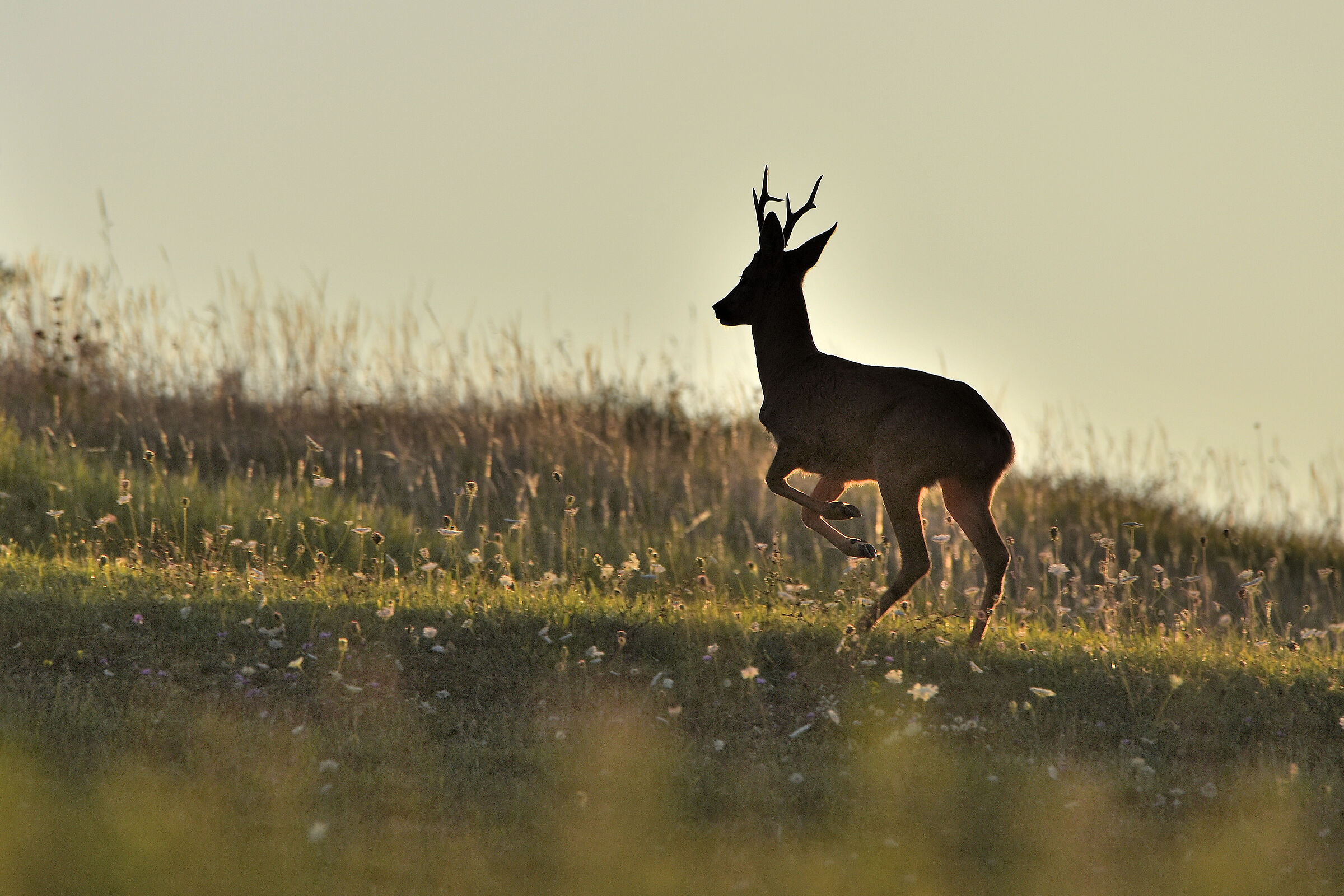 Roe deer backlit
