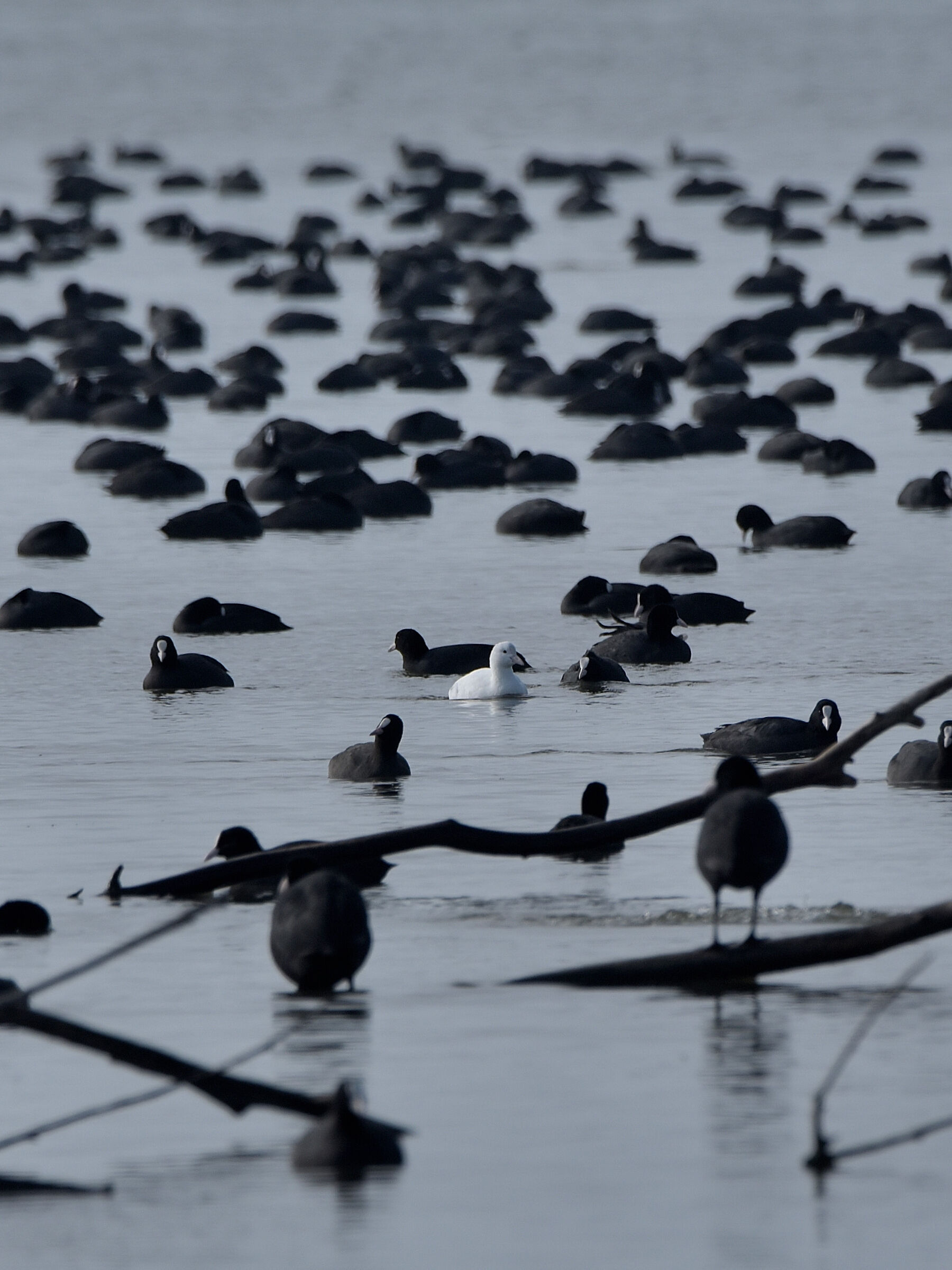 Not an intruder (White Coot)