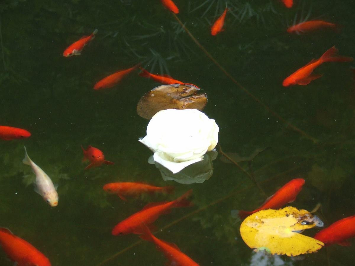 ......... dipende dai punti di vista