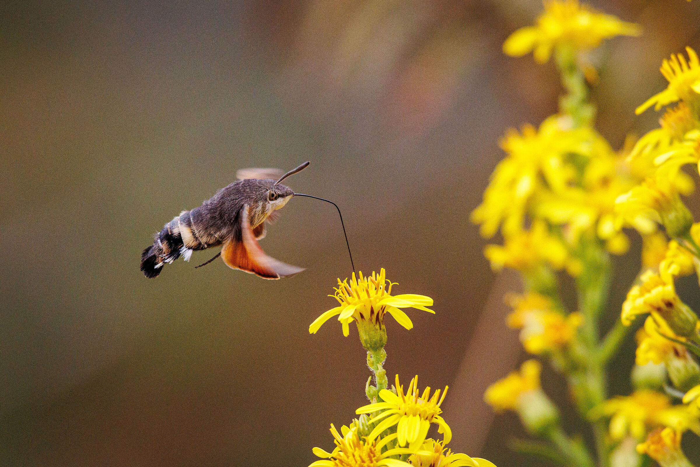 Macroglossum stellatarum