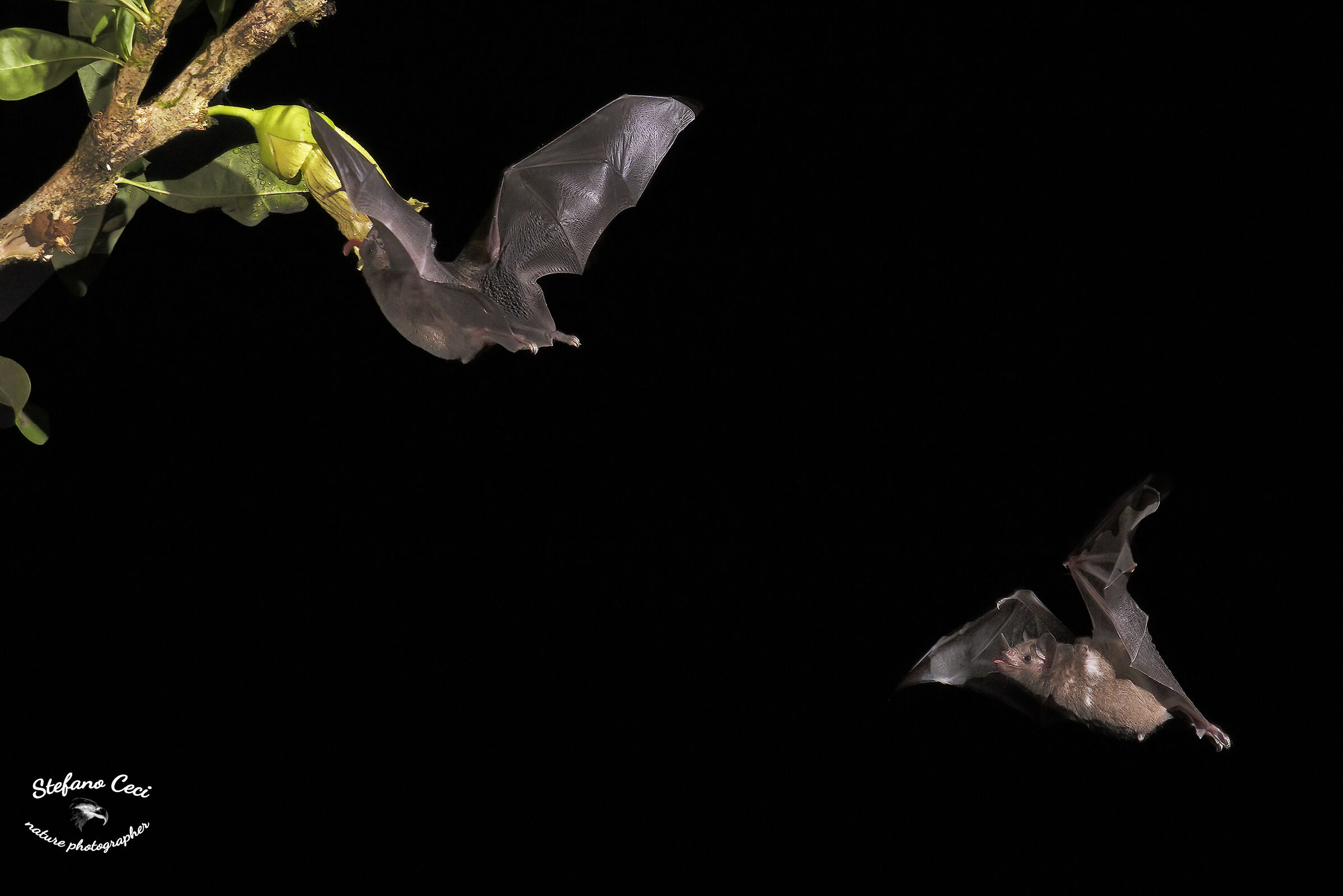 Glossophaga Soricin(Pallas's long-tongued bat)