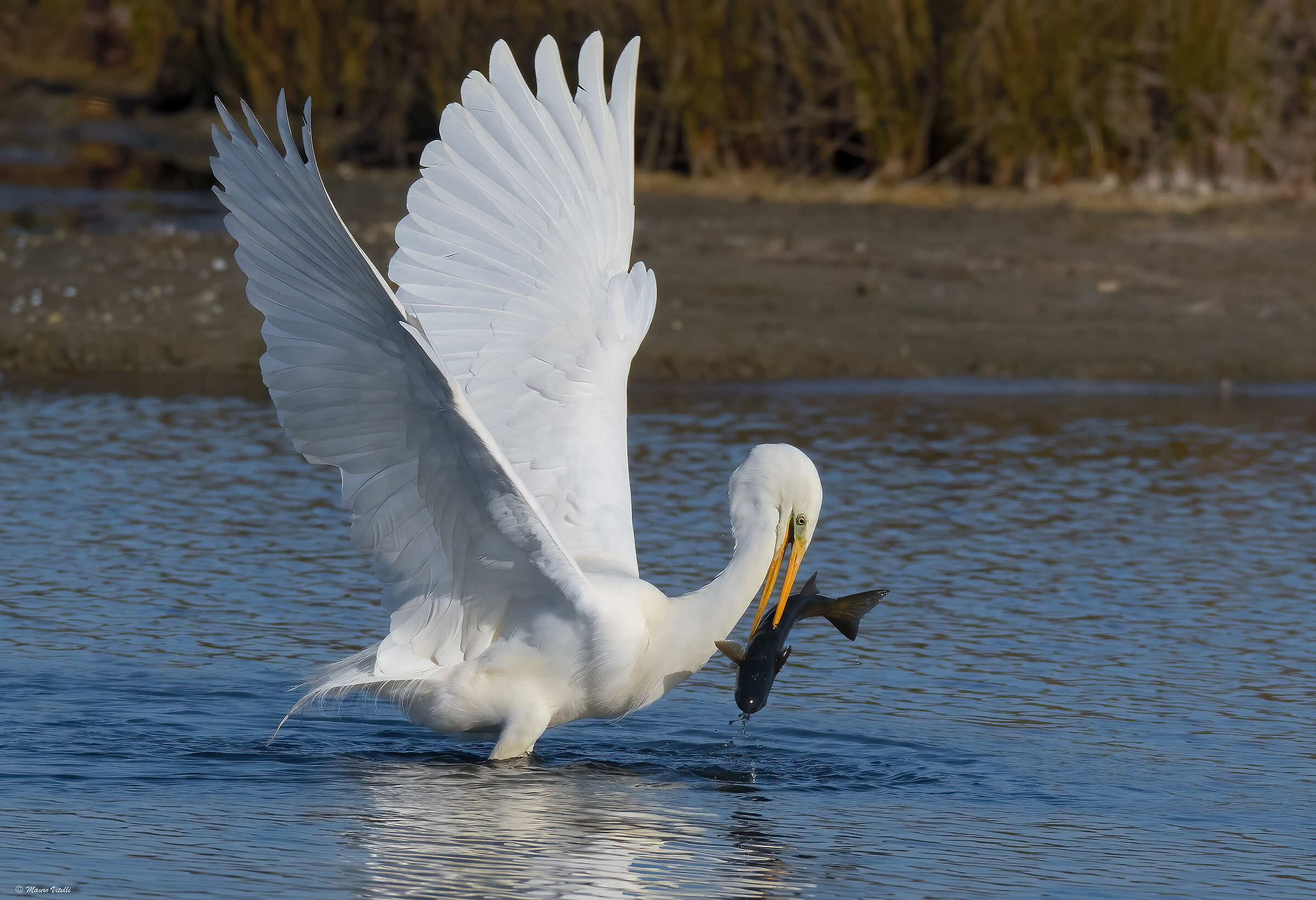 Infallible Hunter (Great White Heron)