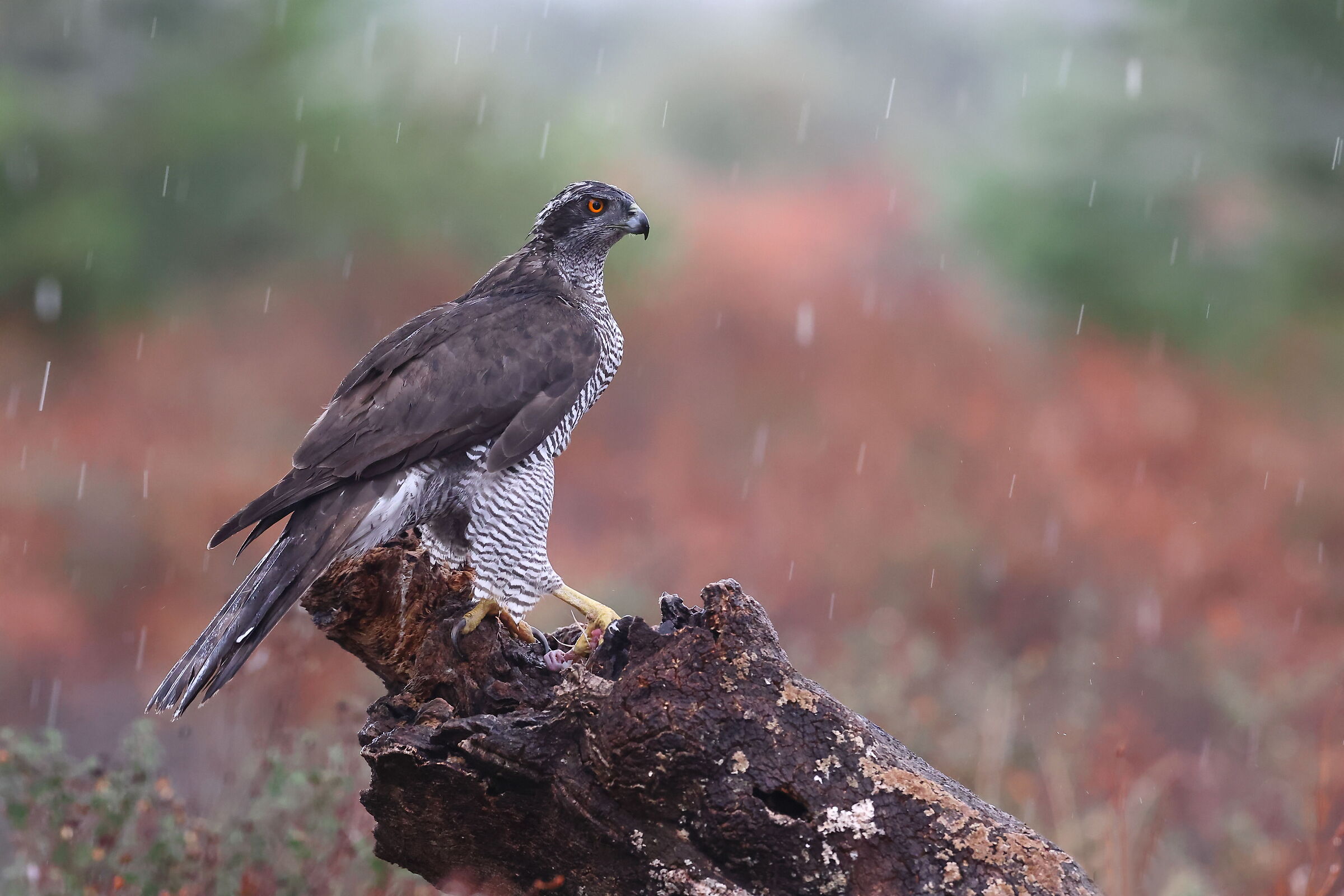 Astore sotto il diluvio