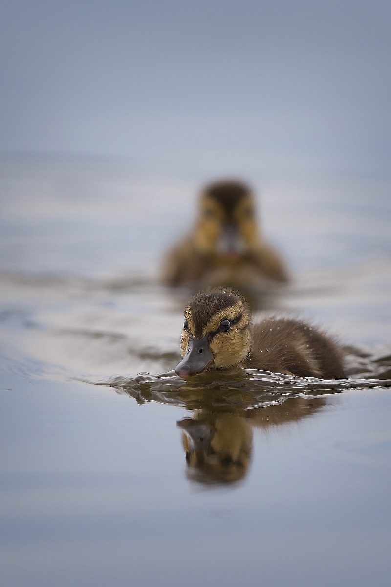 Mallard chicks