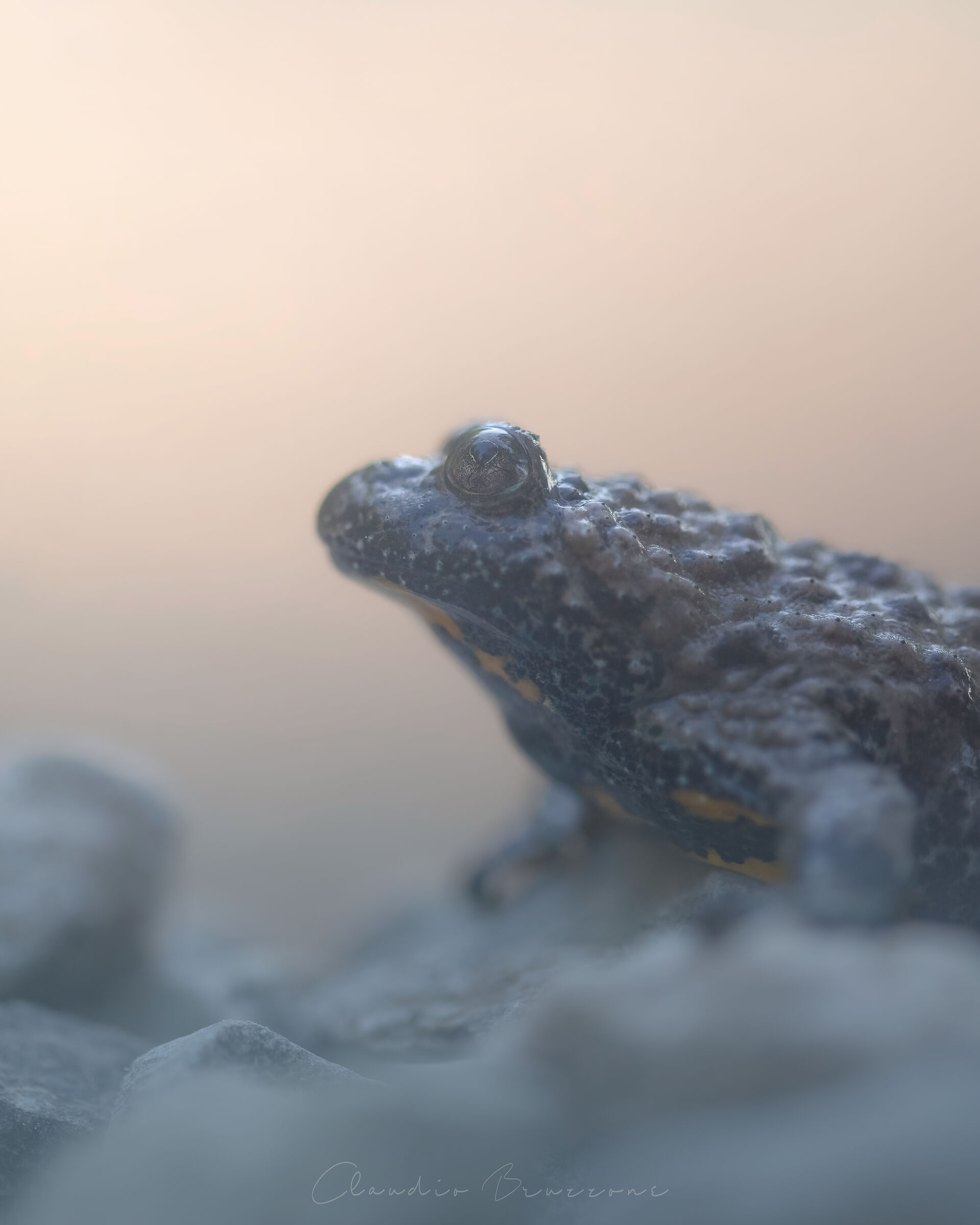 Yellow bellied and wrinkled skin