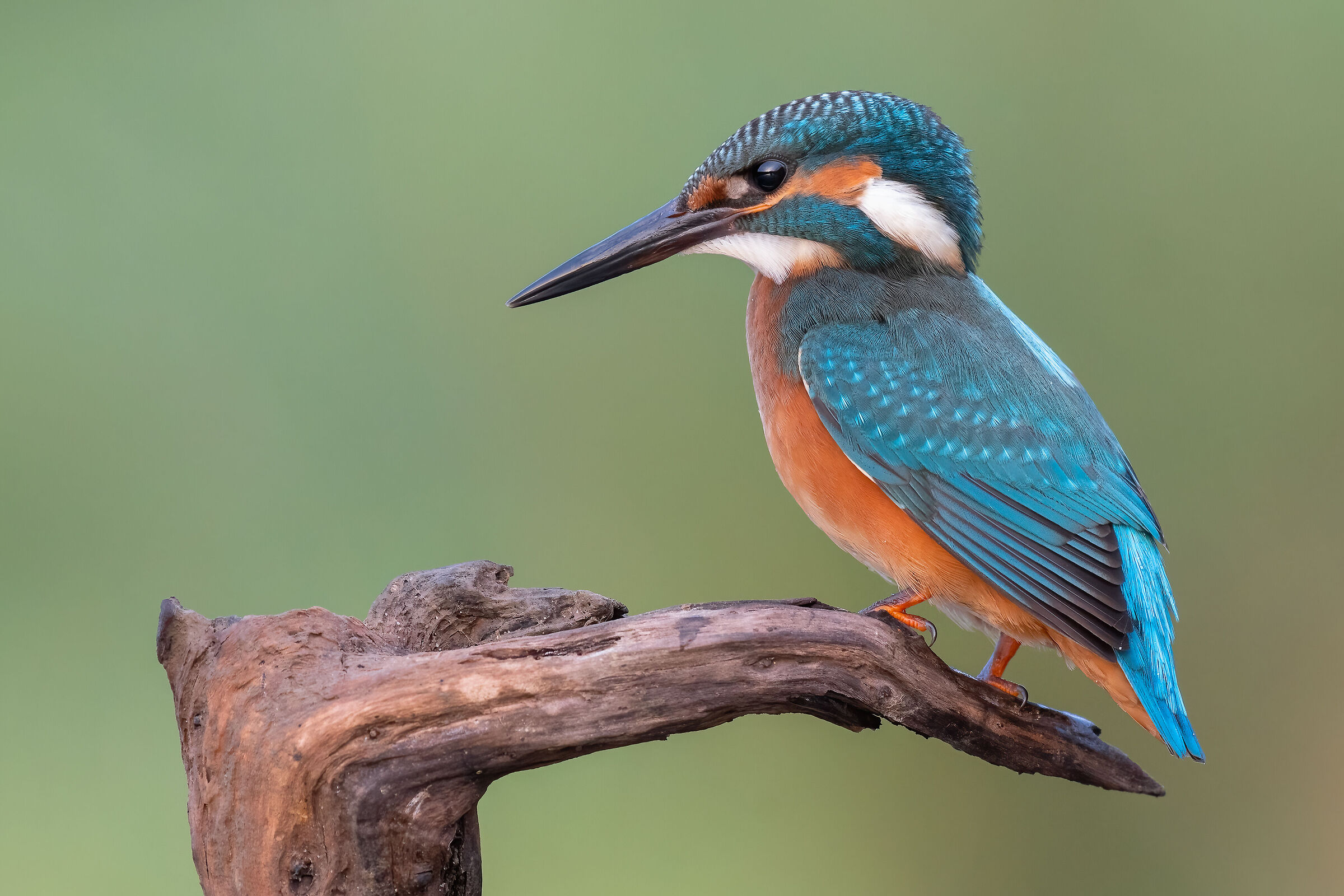 Alcedo atthis