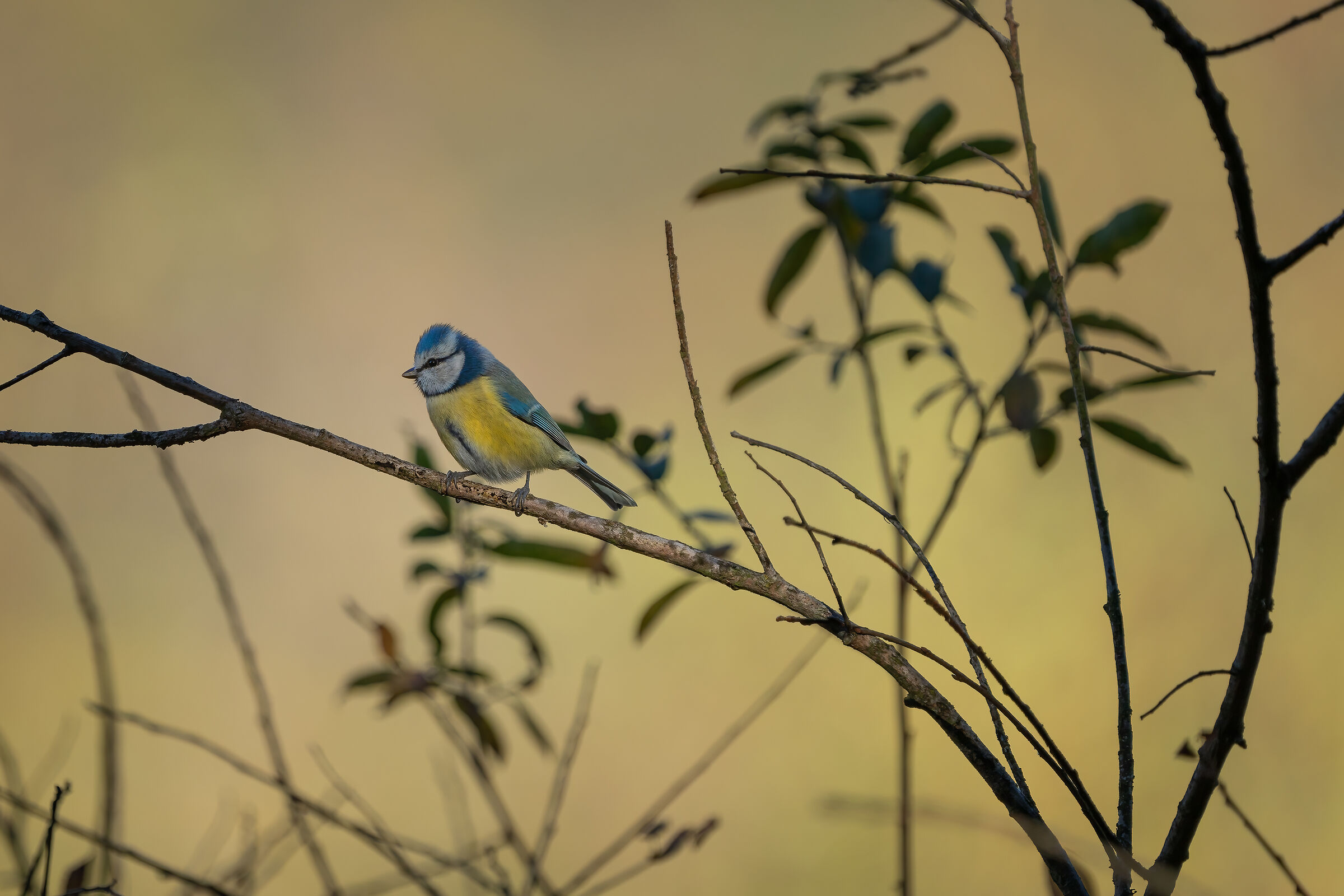 Cinciarella in autunno