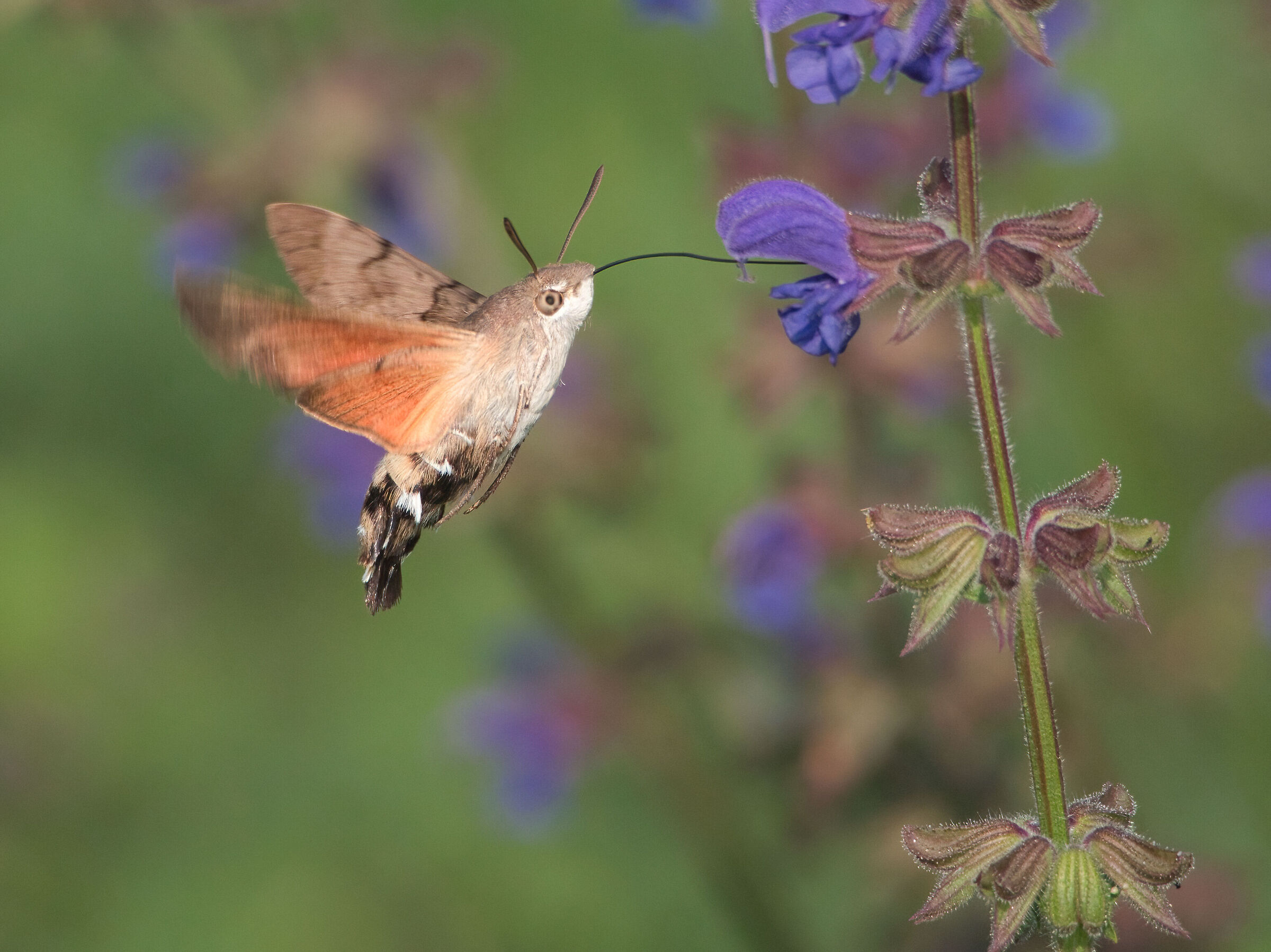 Macroglossum stellatarum