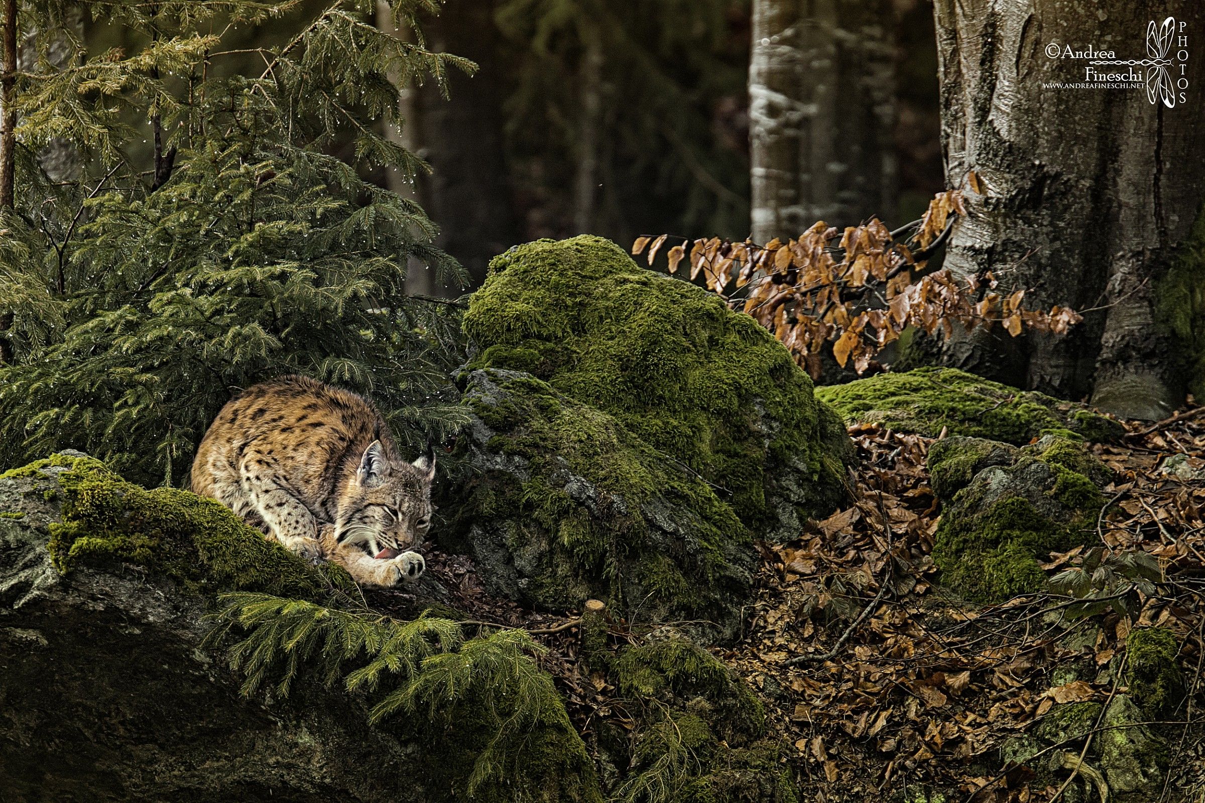 Lynx Bayerischer Wald