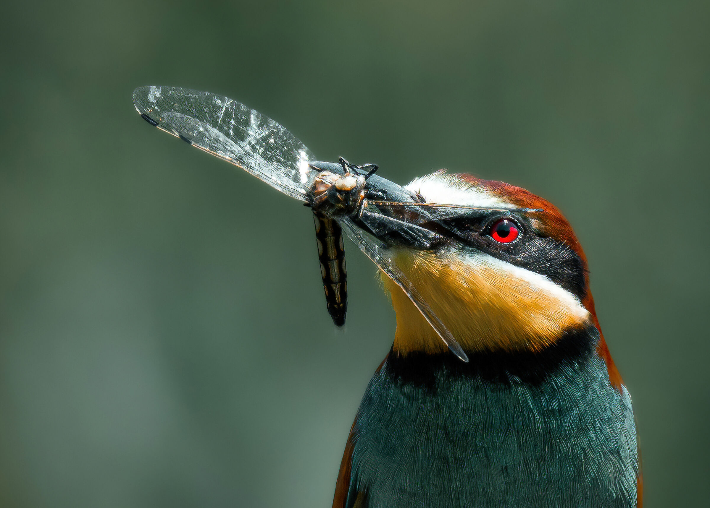 Bee-eater
