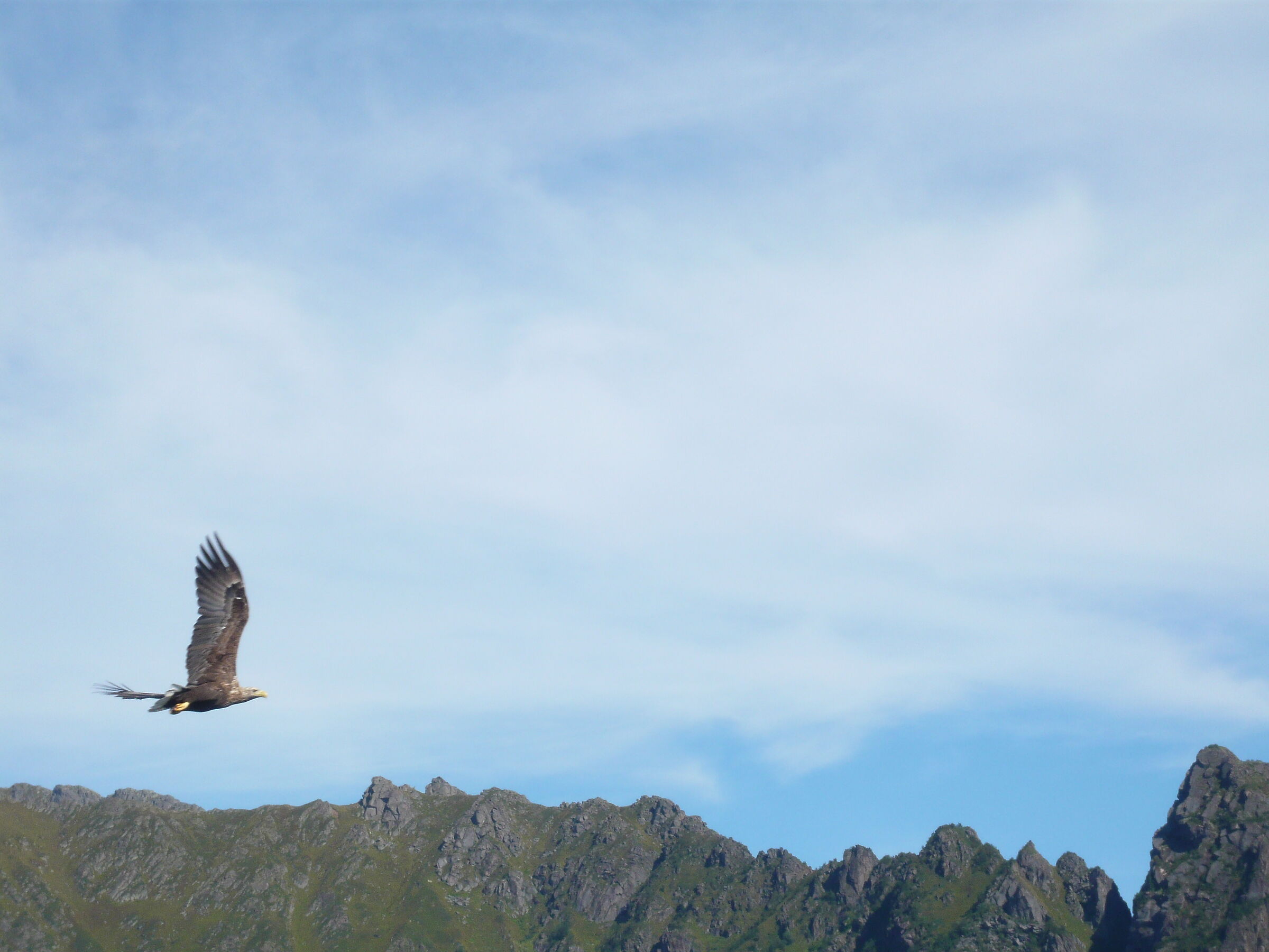 Scatto unico "al volo"
