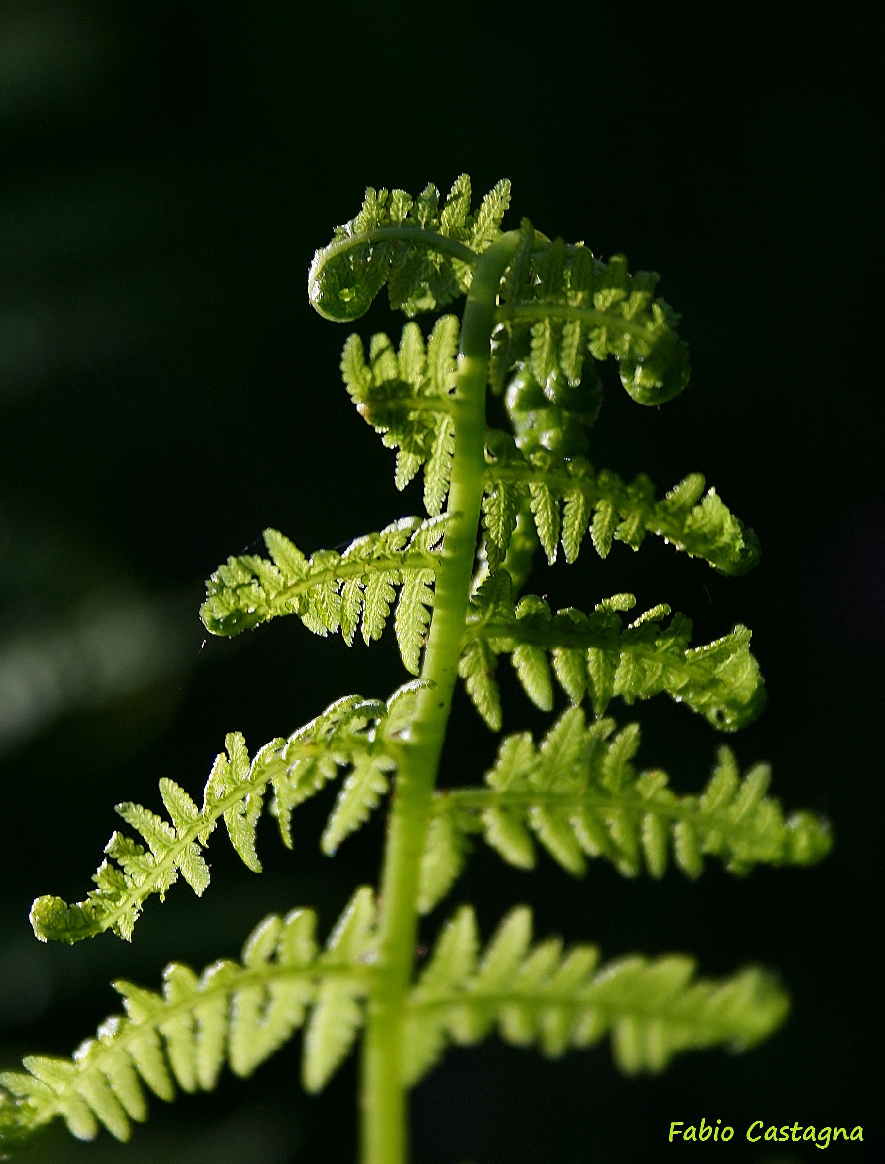 Fern 2