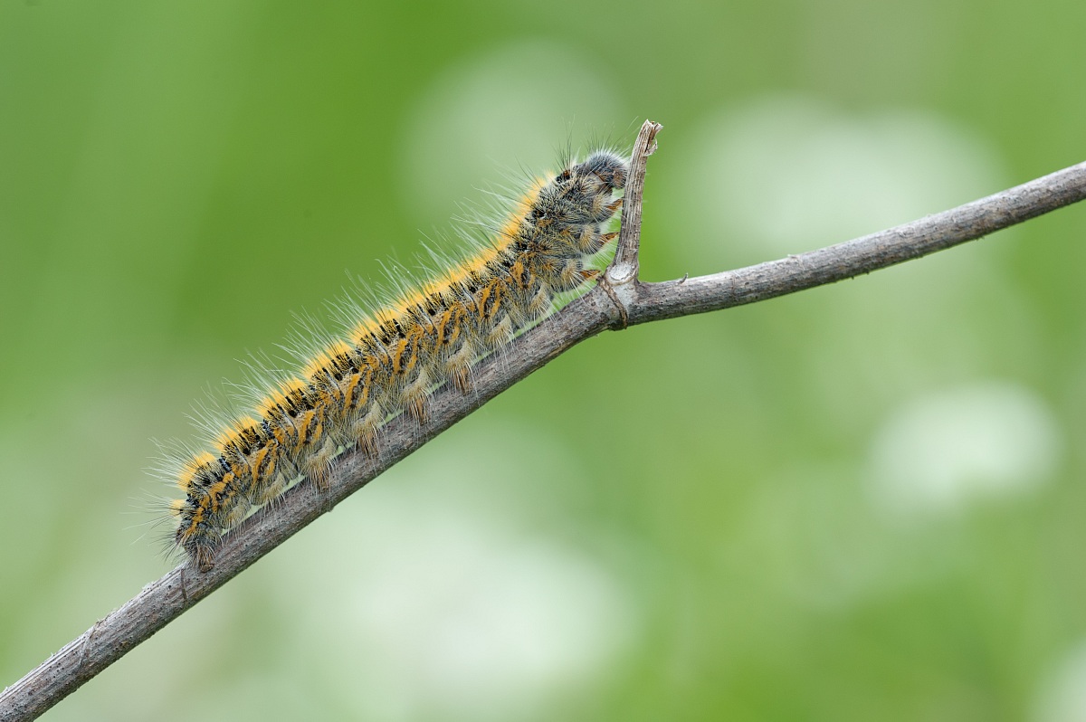 Caterpillar first year!