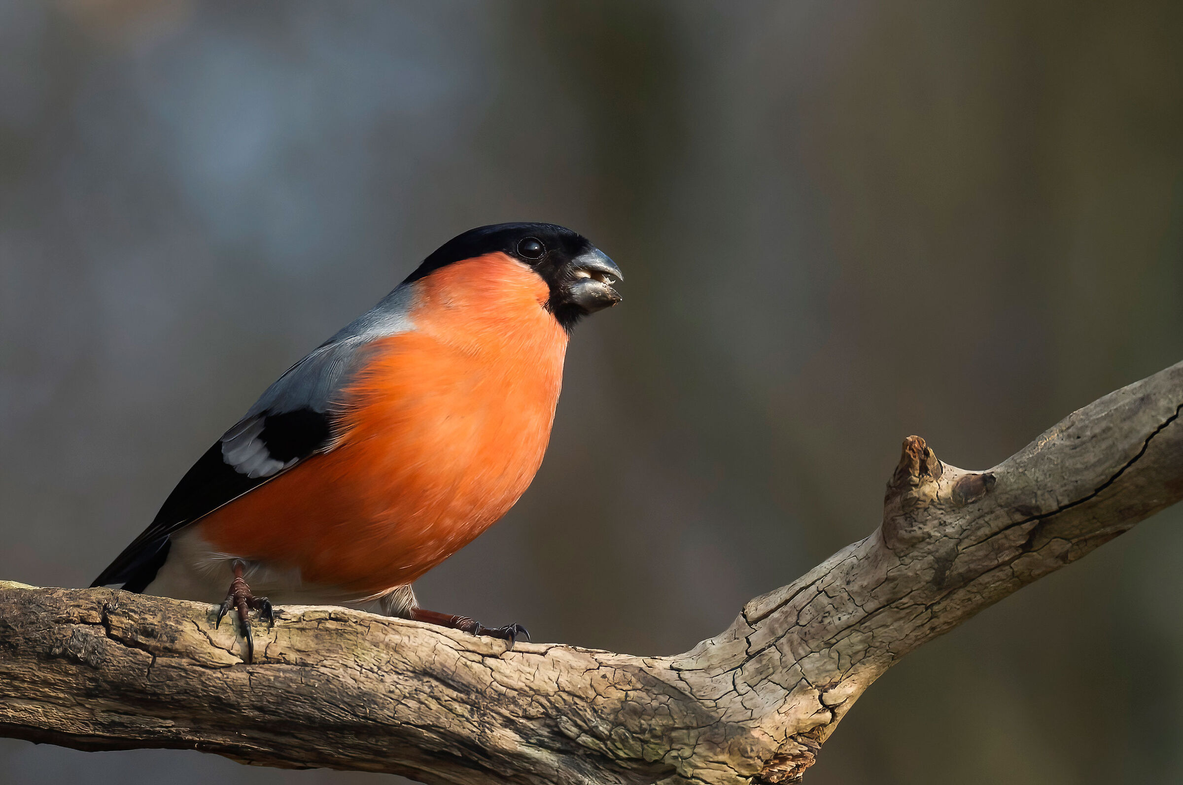 Eurasian bullfinch