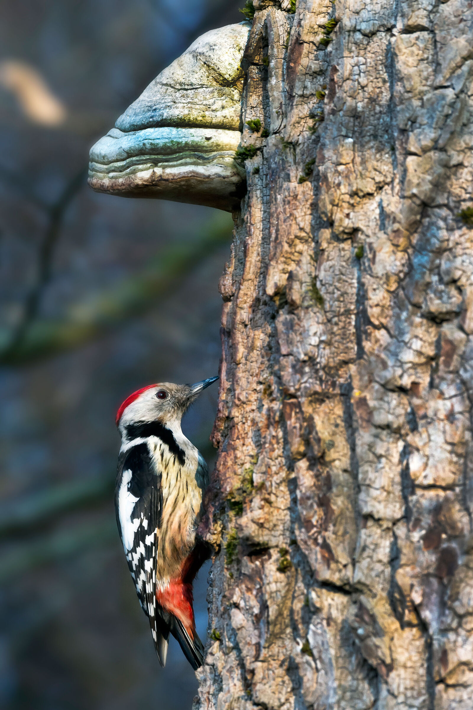 Mezzano spotted woodpecker