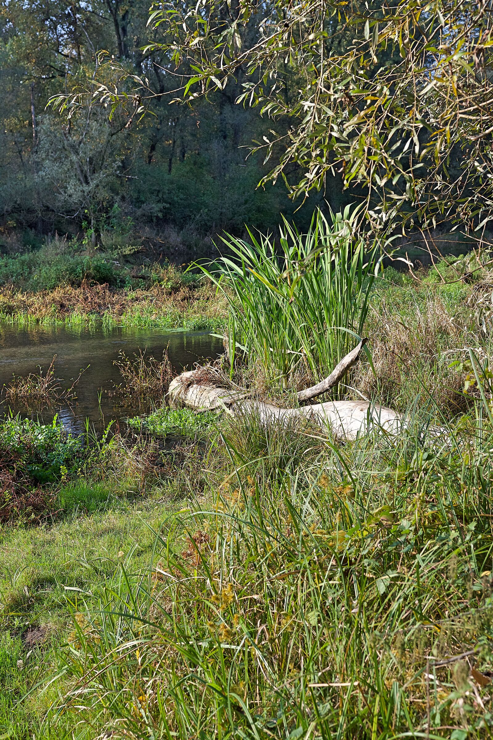 Fiume Ticino a Bernate Ticino