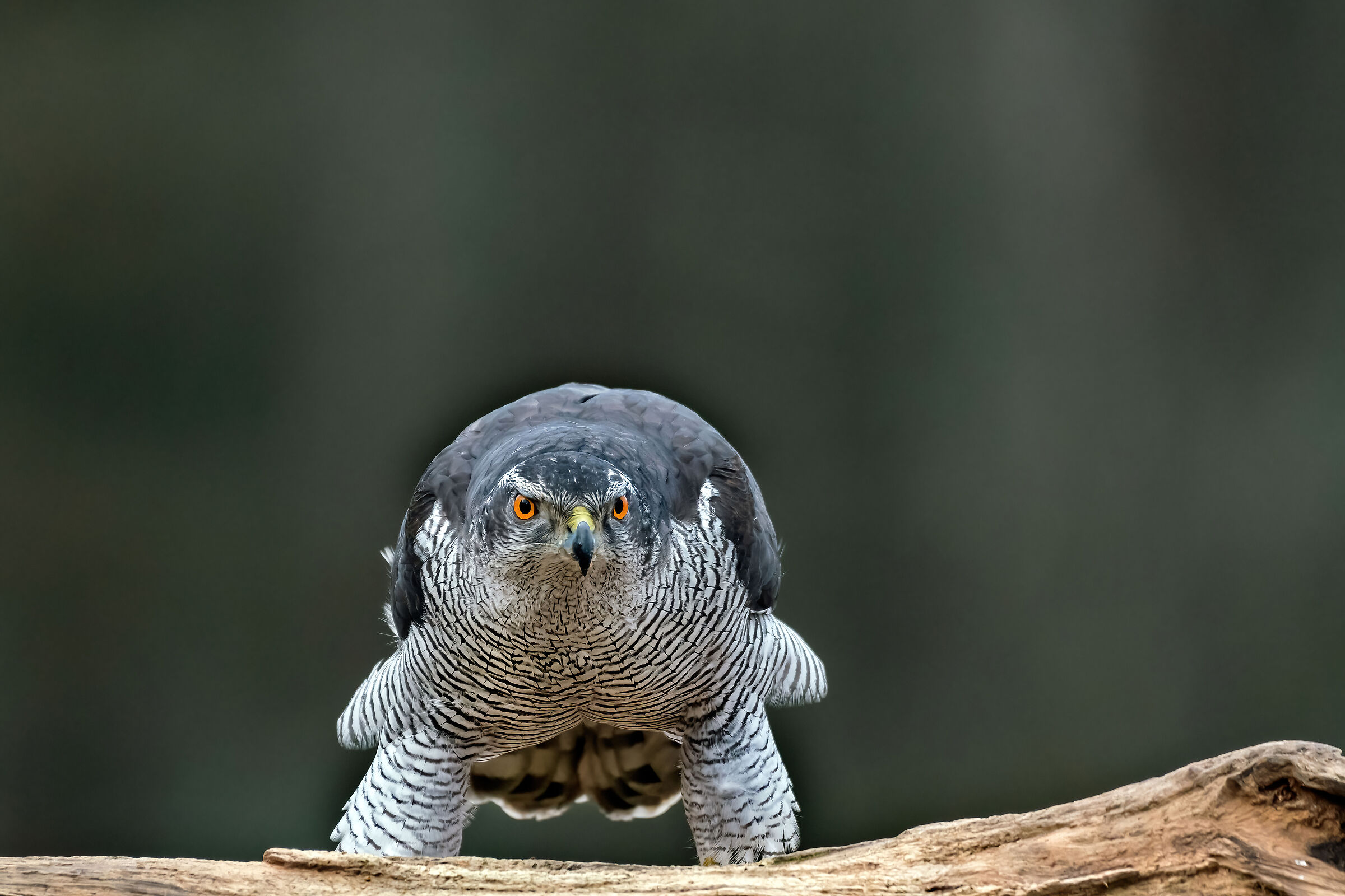 Goshawk