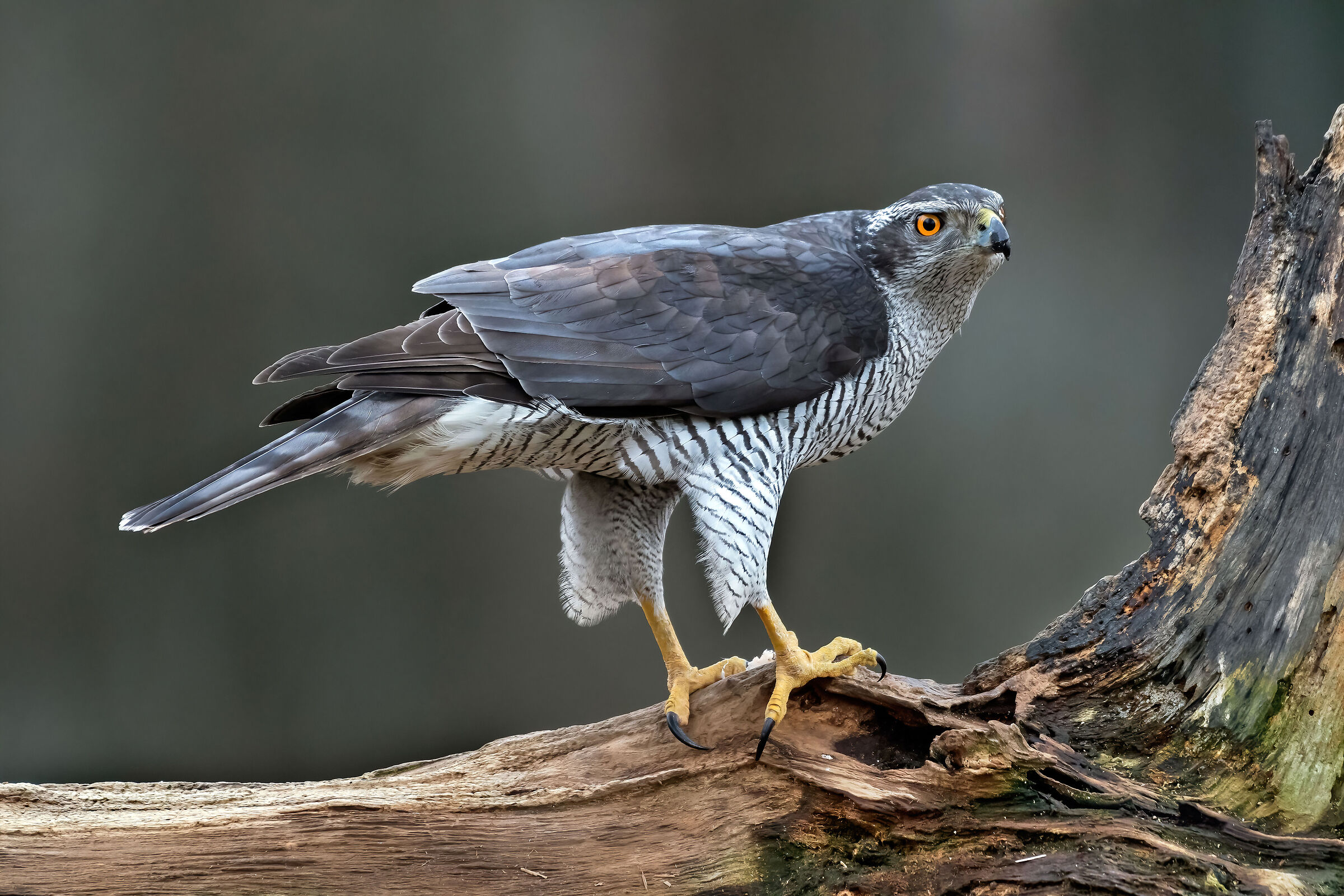 Goshawk