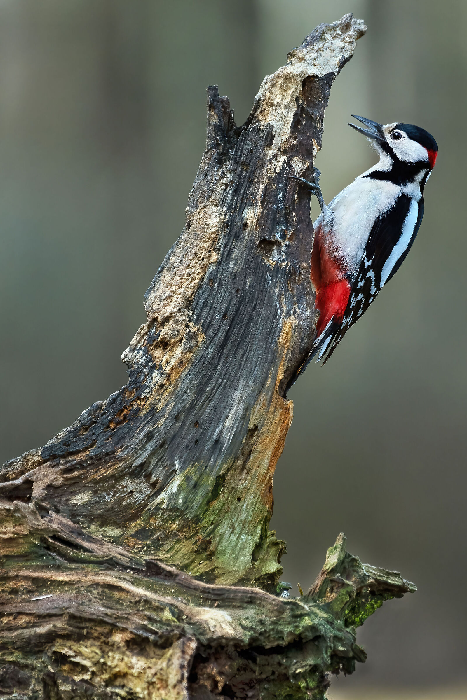 Greater spotted woodpecker