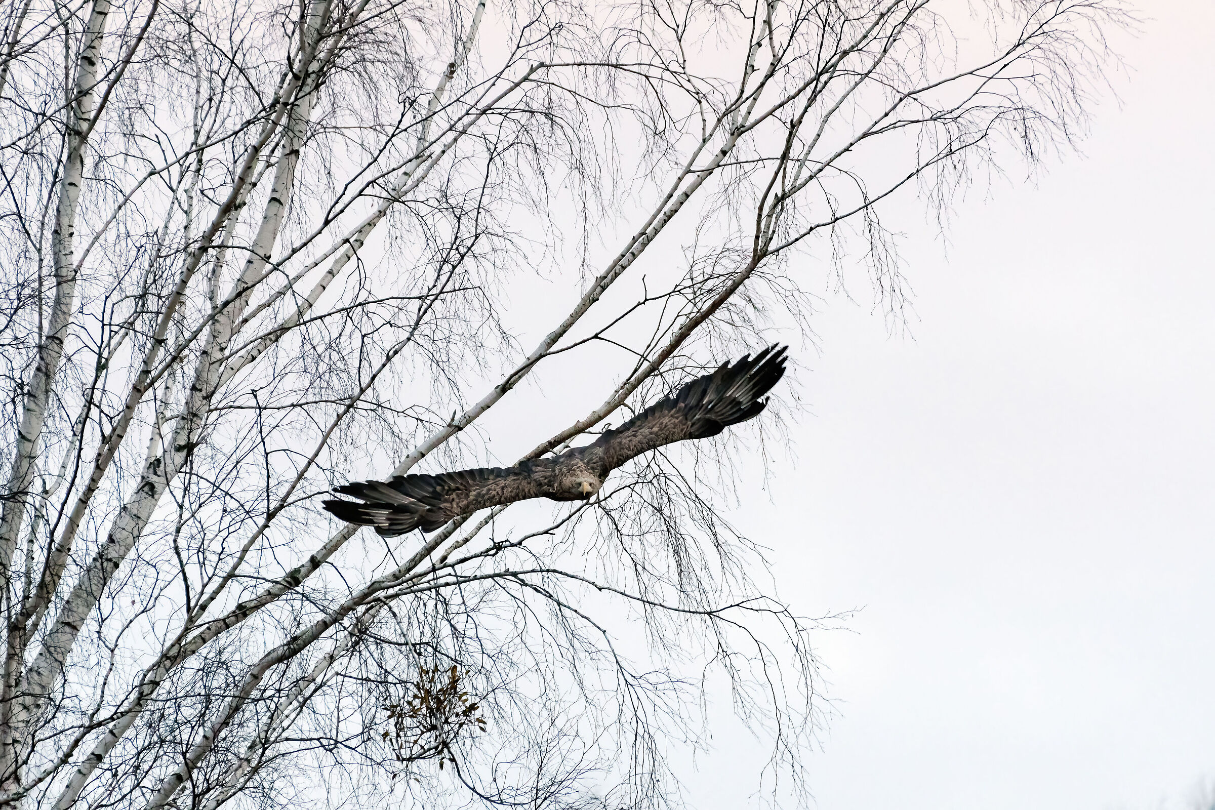 Sea eagle