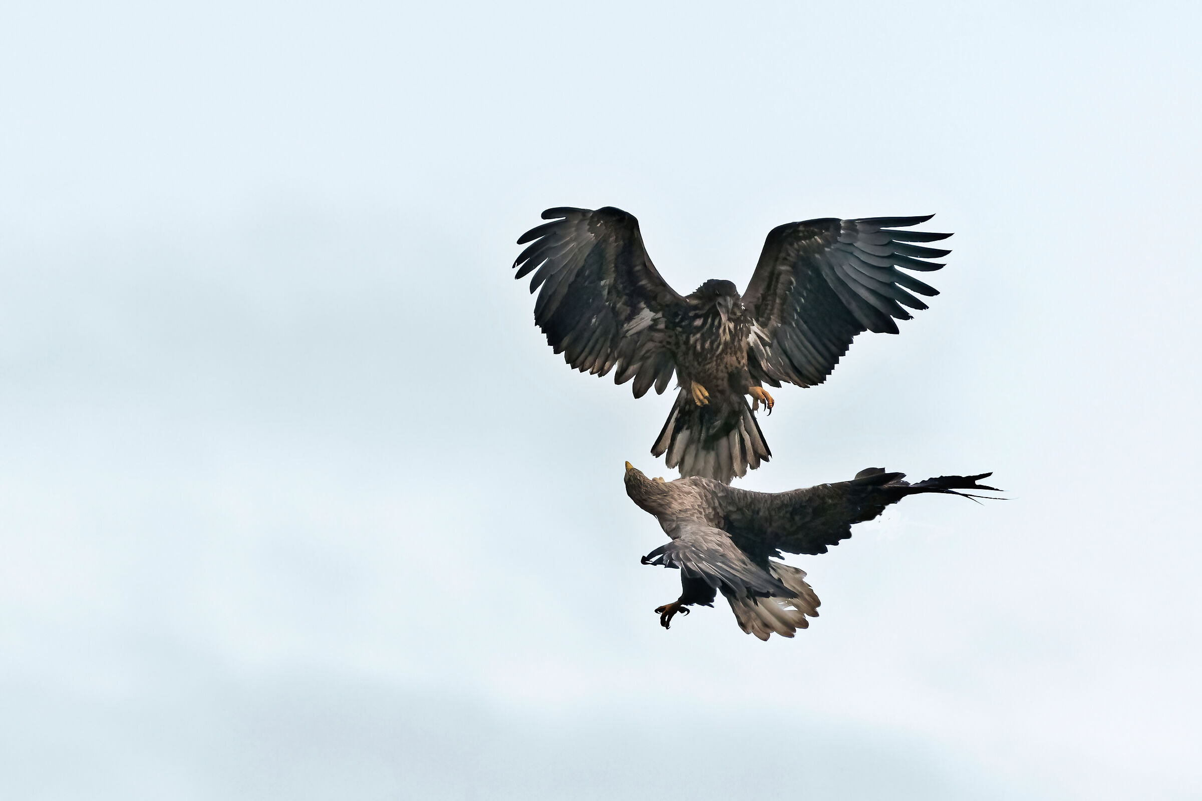 Buzzard vs Sea eagle