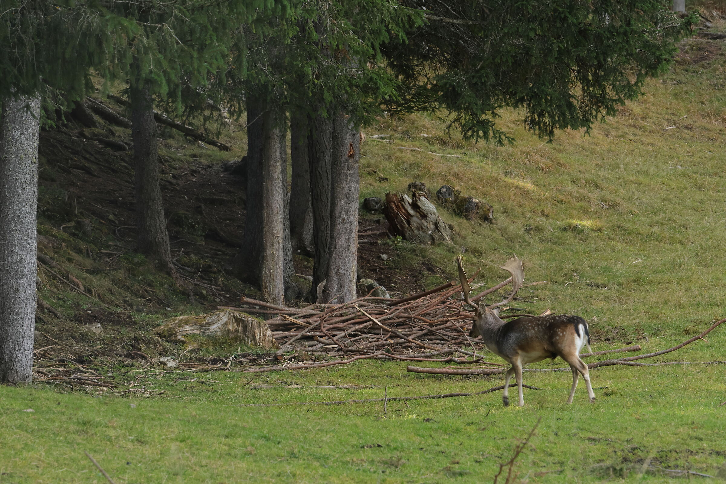 Daino - Dolomiti ottobre 2022