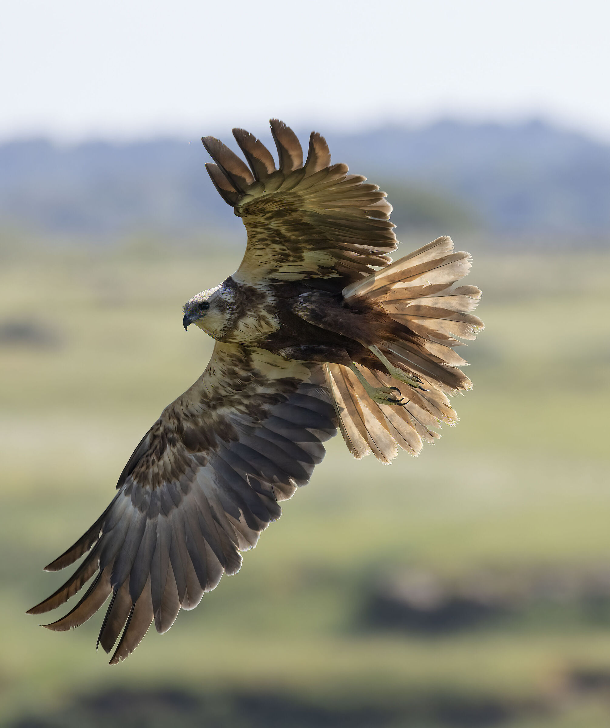 Falco di Palude Circus aeruginosus