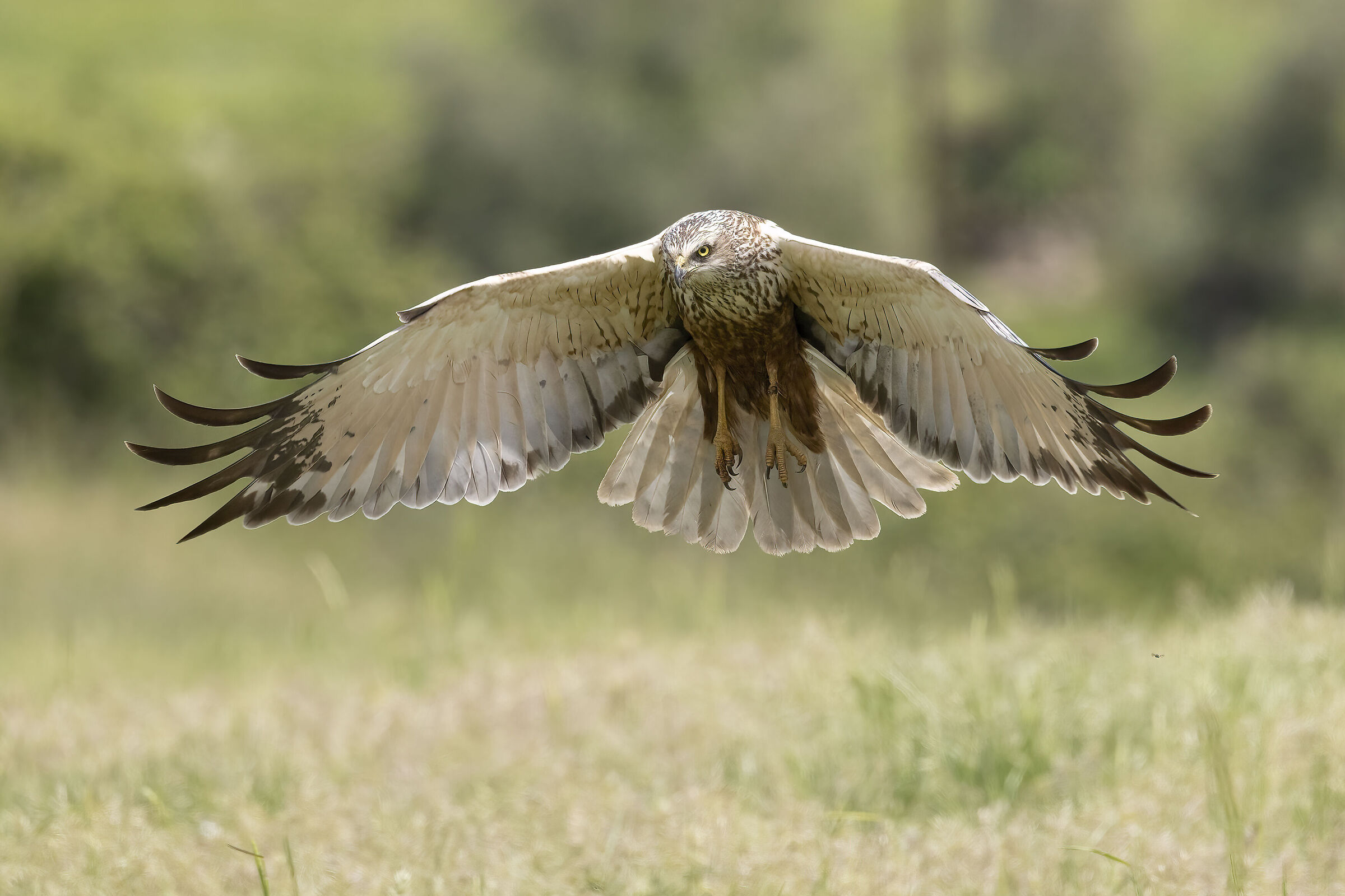 Falco di Palude Circus aeruginosus