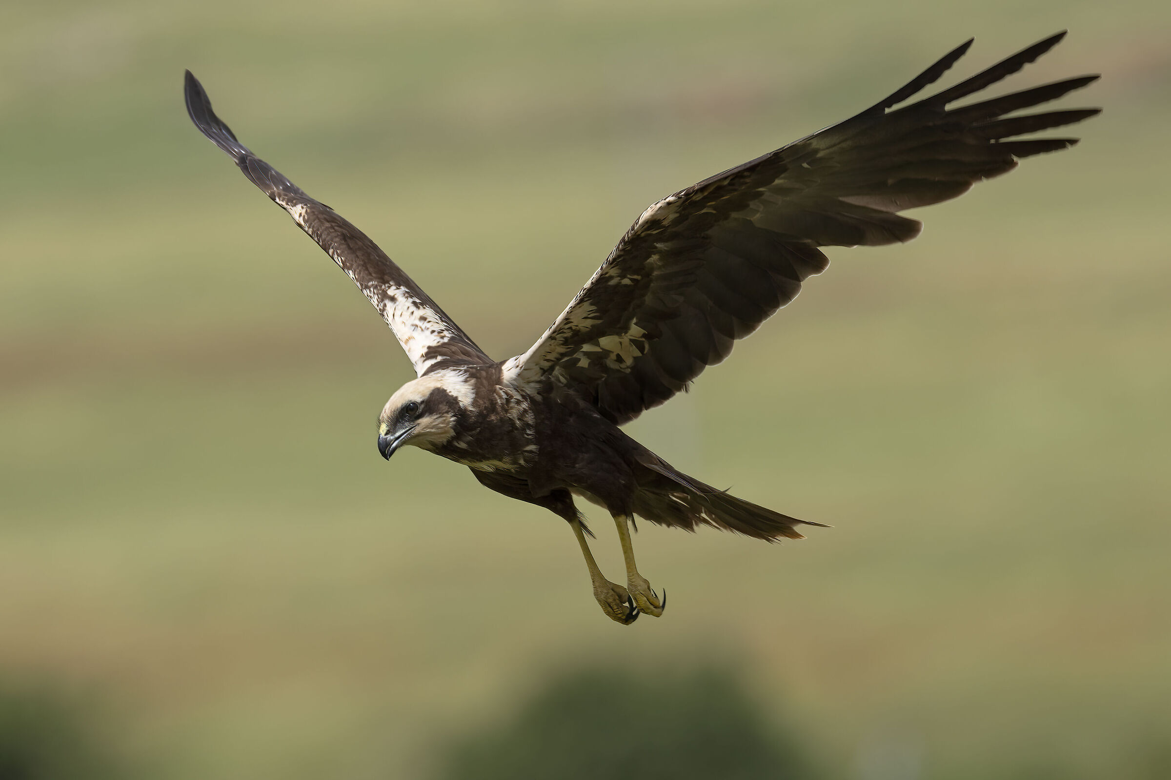 Falco di Palude Circus aeruginosus