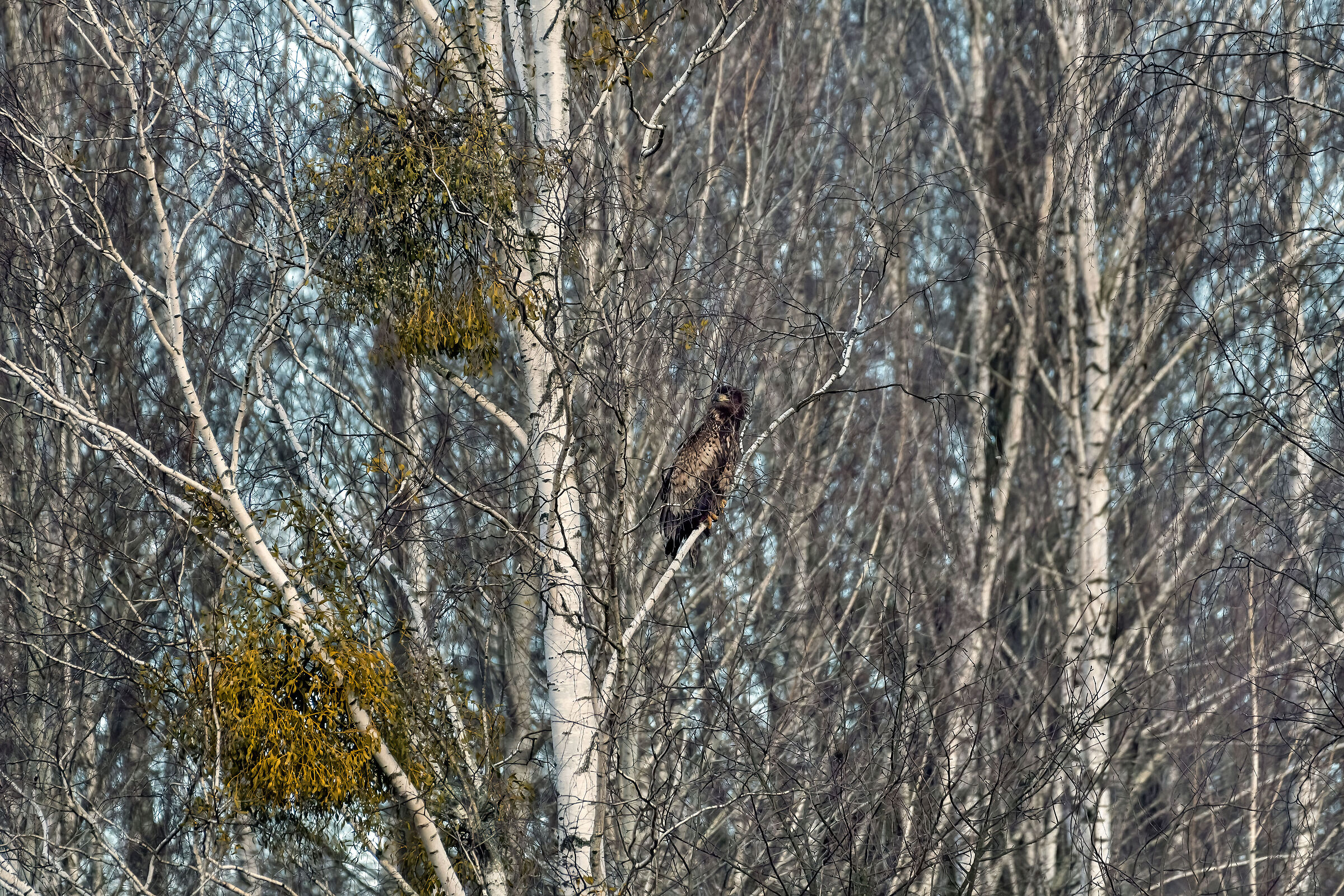 Sea eagle juv.