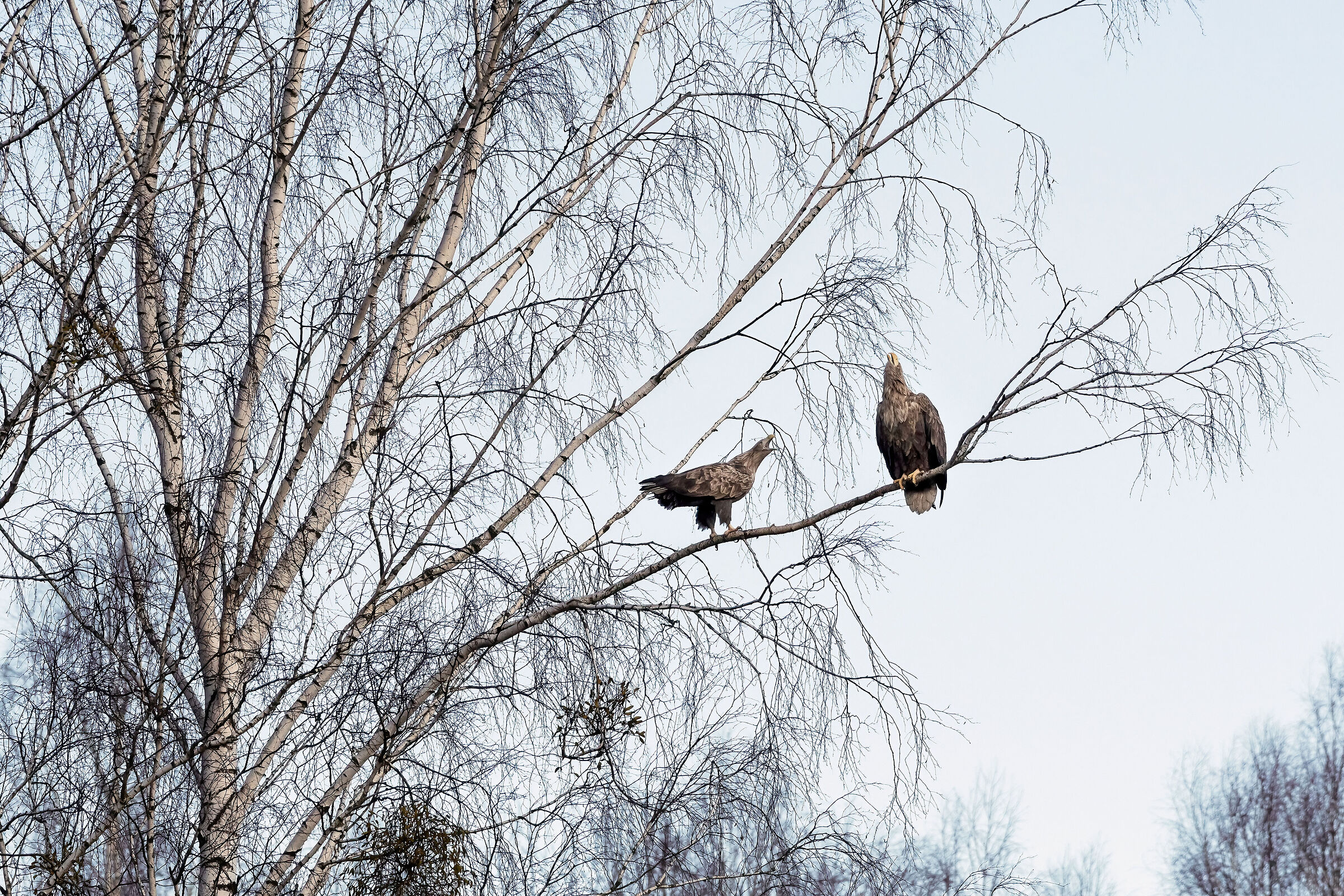 pair of Sea Eagles