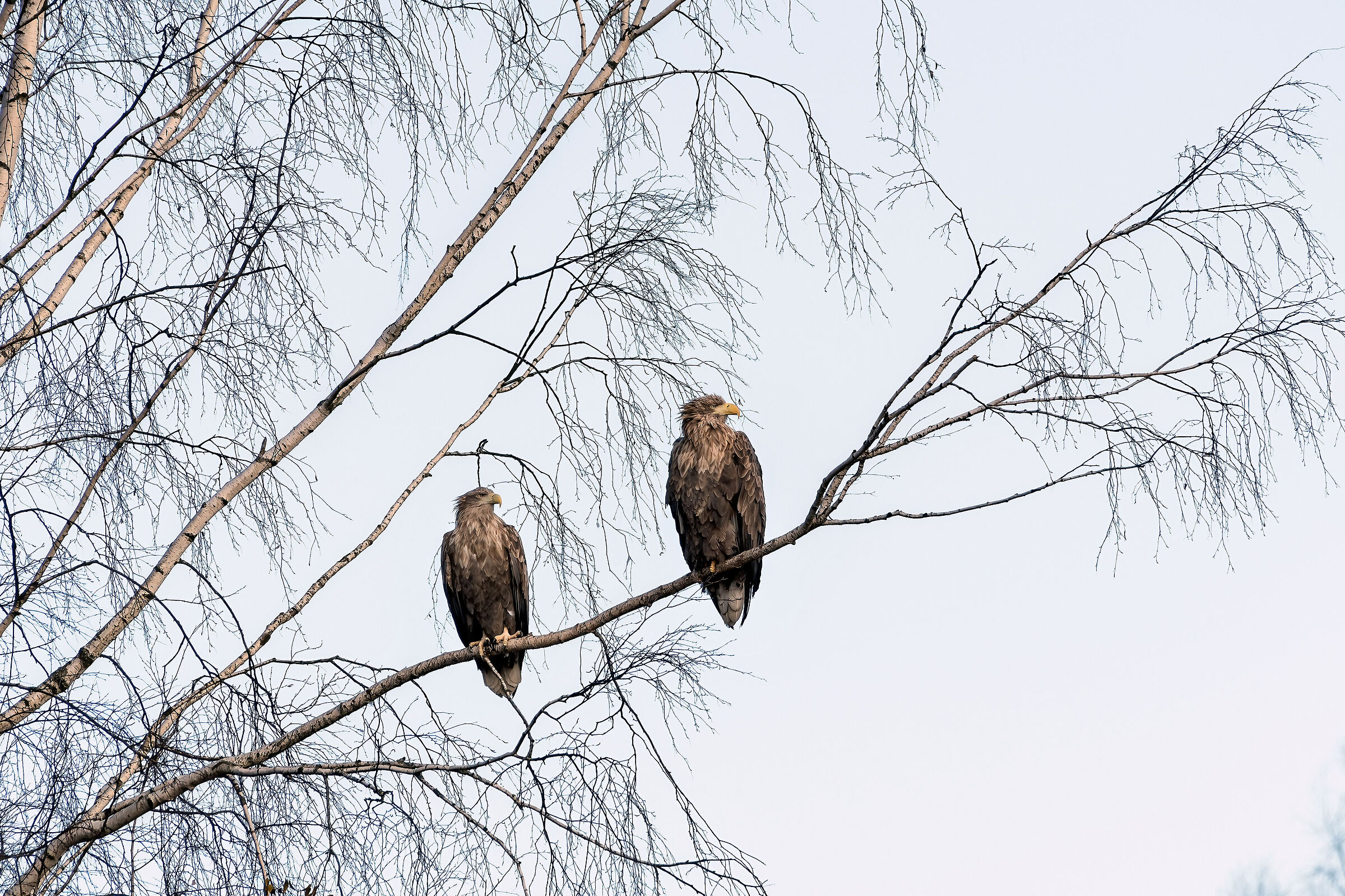 pair of Sea Eagles