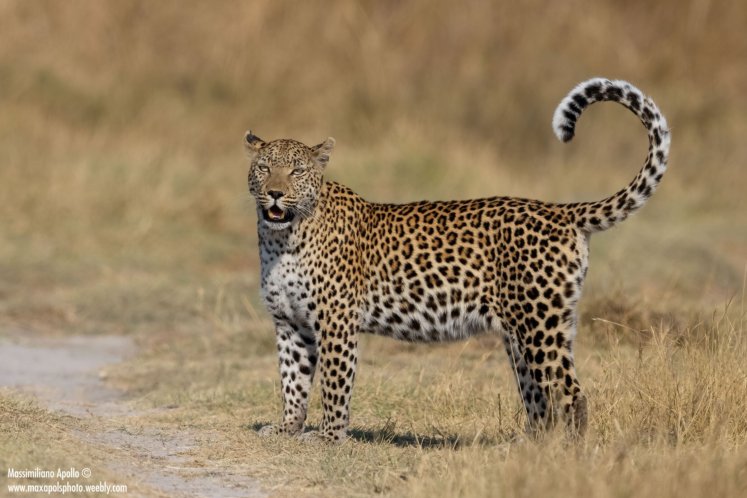 alla luce del sole..