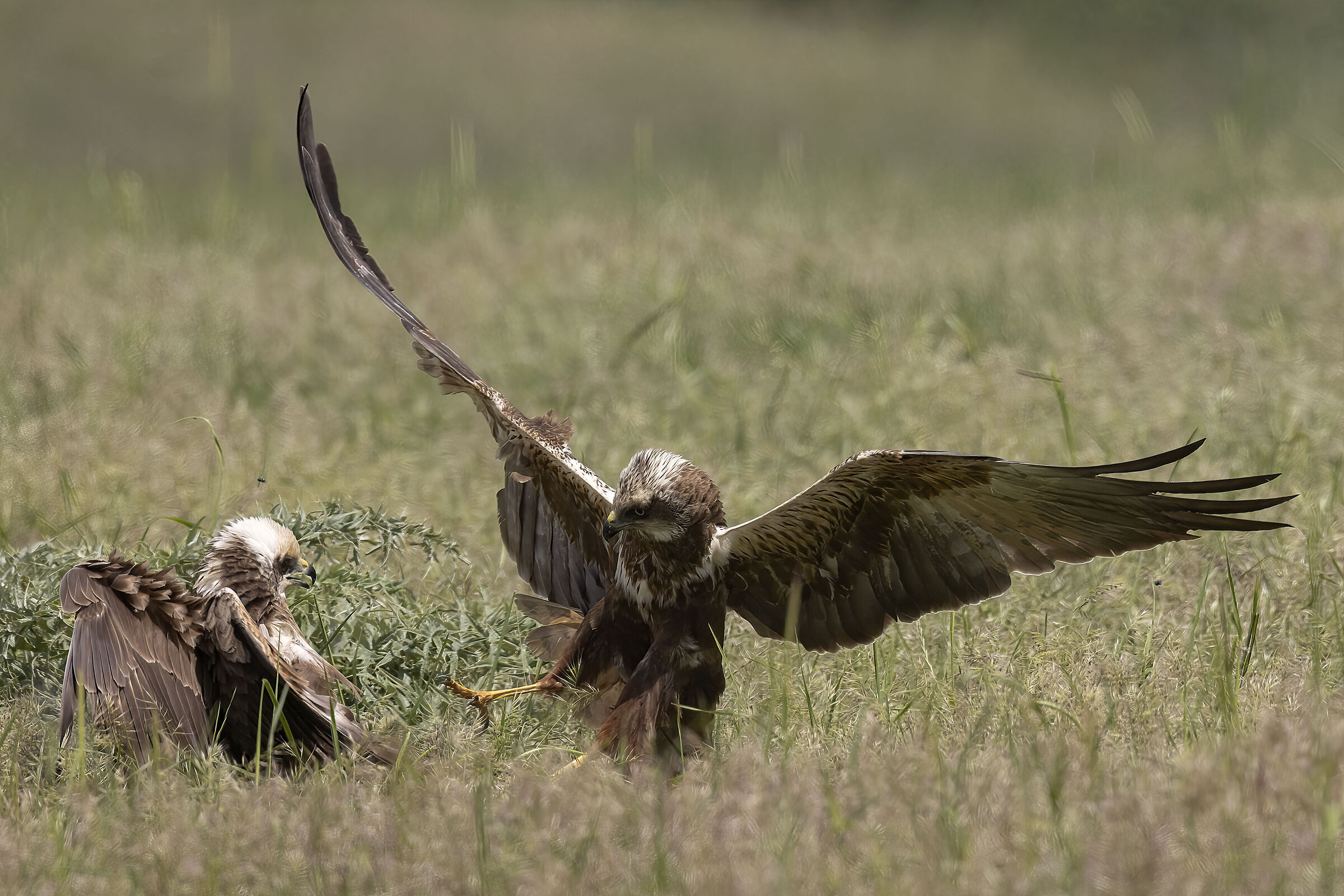 Falco di Palude Circus aeruginosus