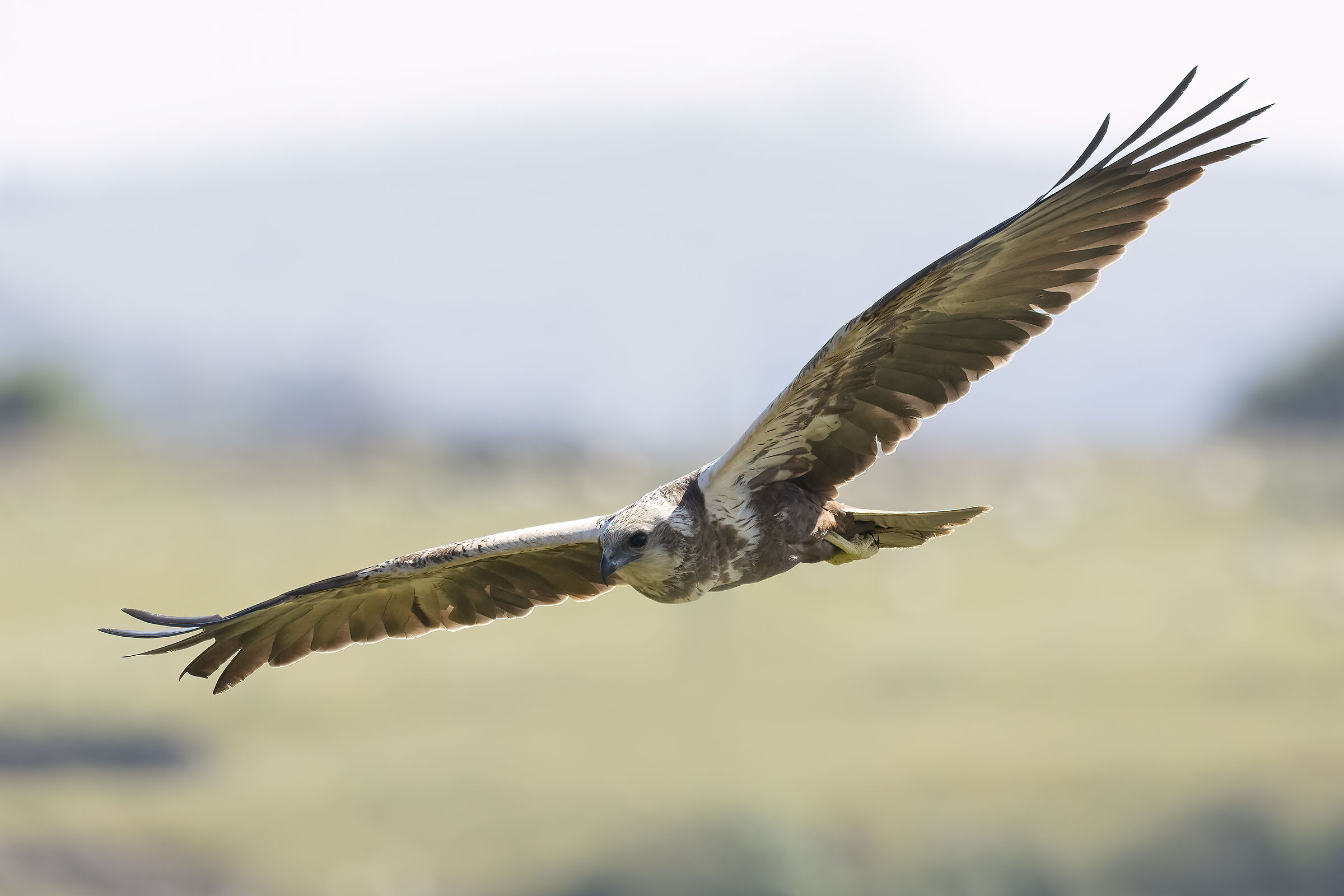 Falco di Palude Circus aeruginosus