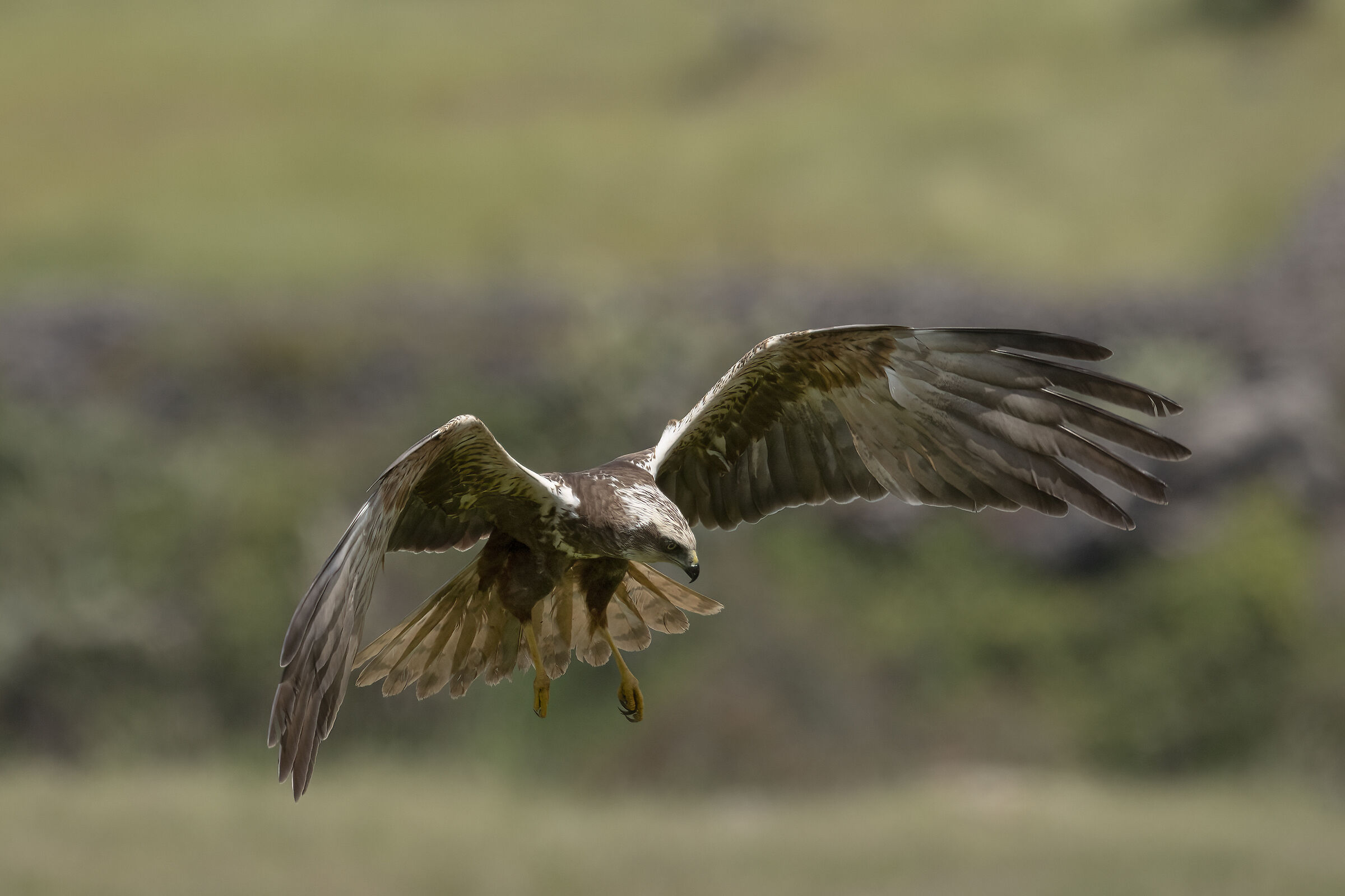 Falco di Palude Circus aeruginosus
