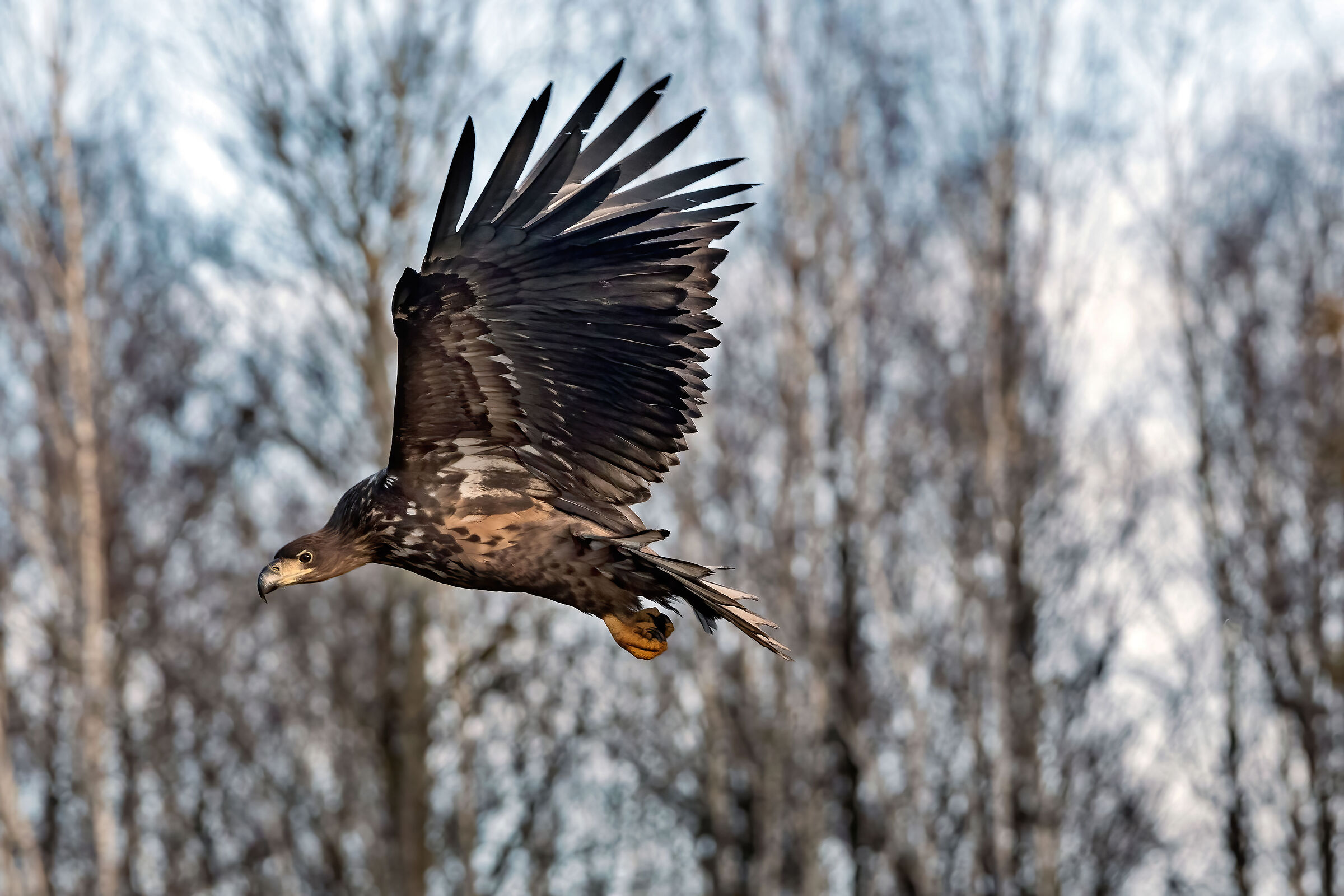 Sea eagle juv.