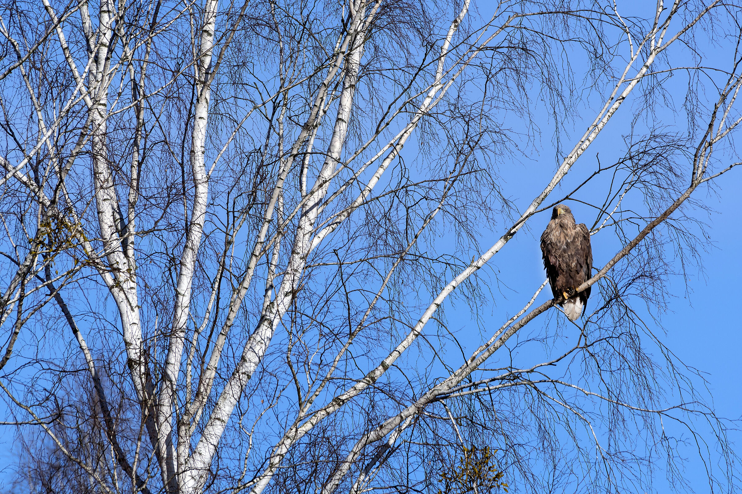 Sea eagle