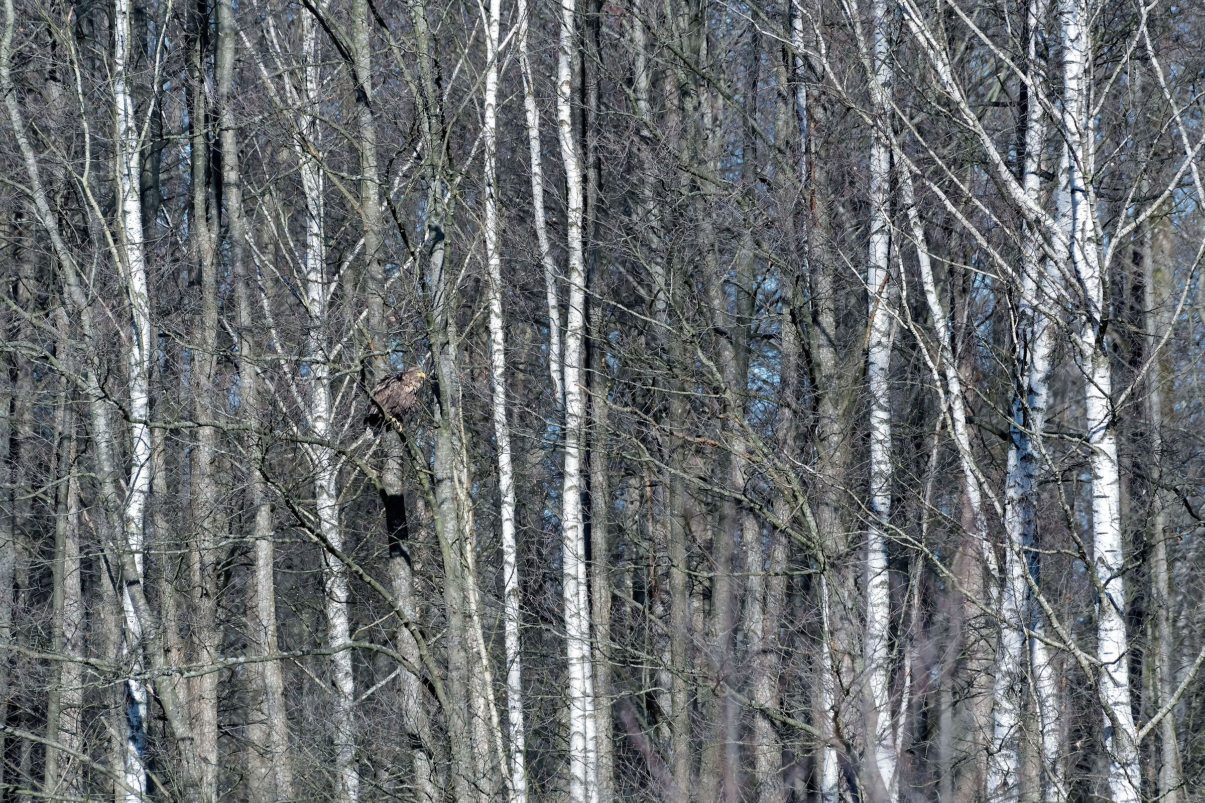 Sea eagle
