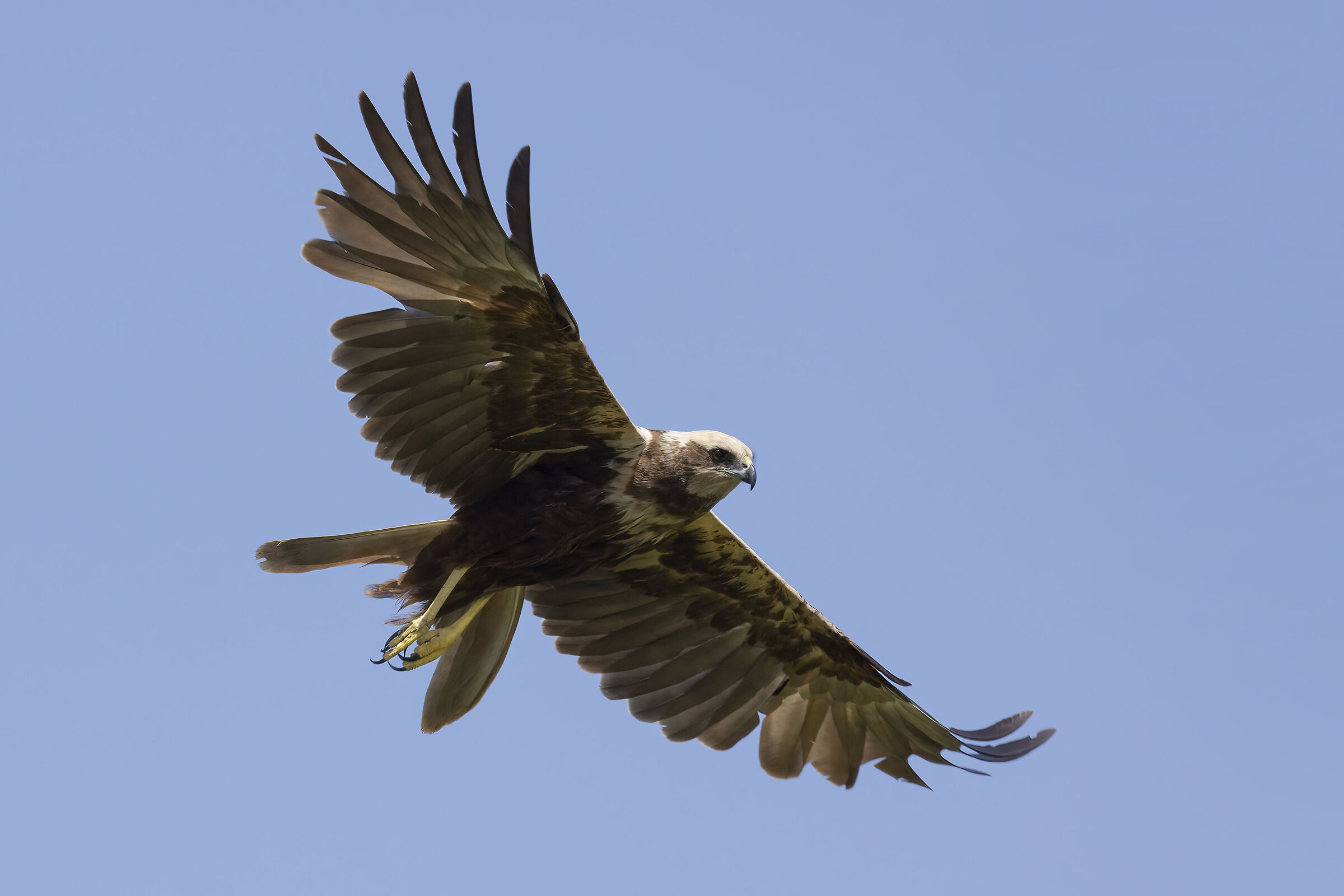Falco di Palude Circus aeruginosus